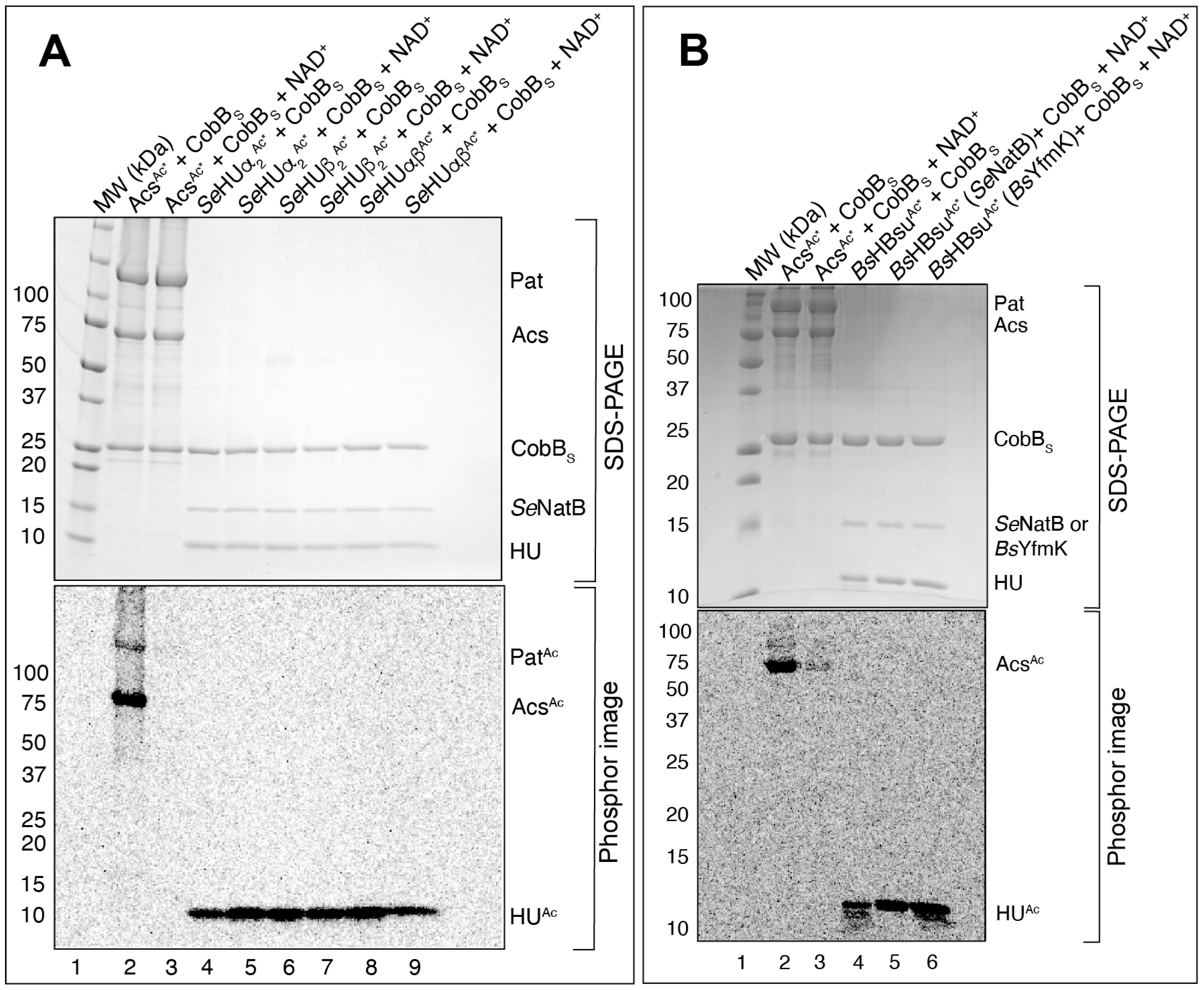 Pathogens 14 00616 g008 Pathogens 14 00616 g008