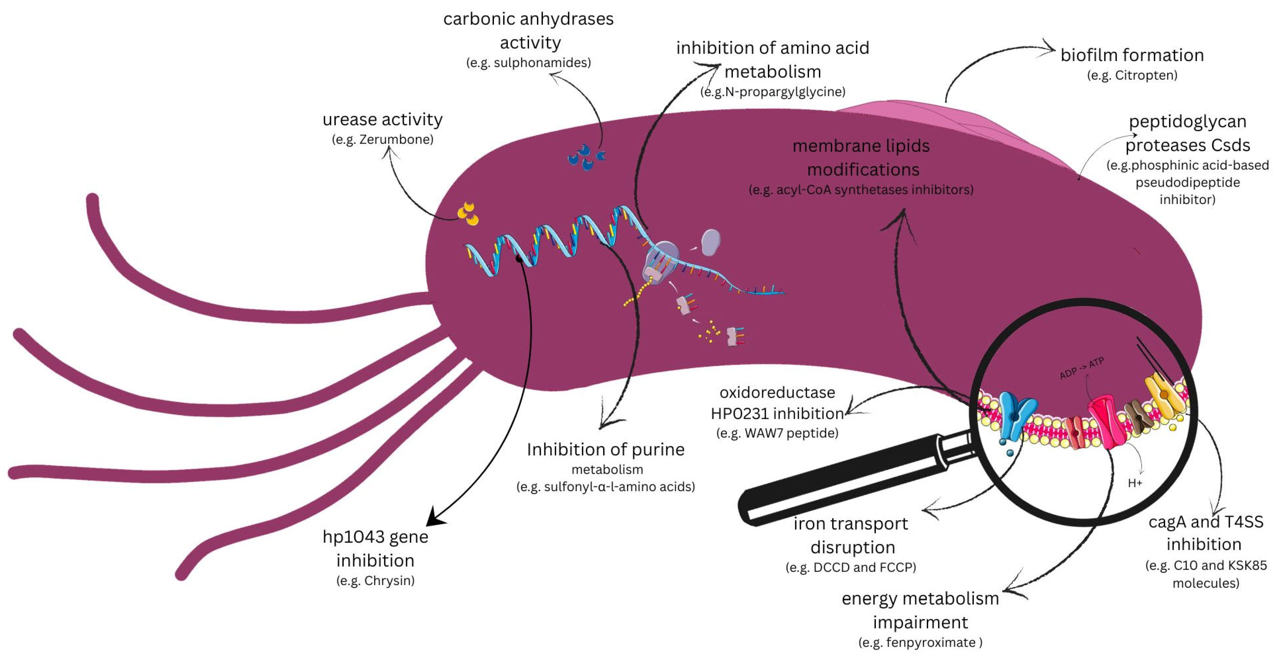 Pathogens 14 00619 g001