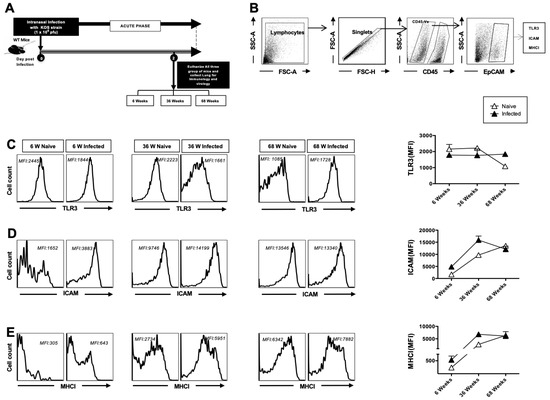 Age-Related Impairment of Innate and Adaptive Immune