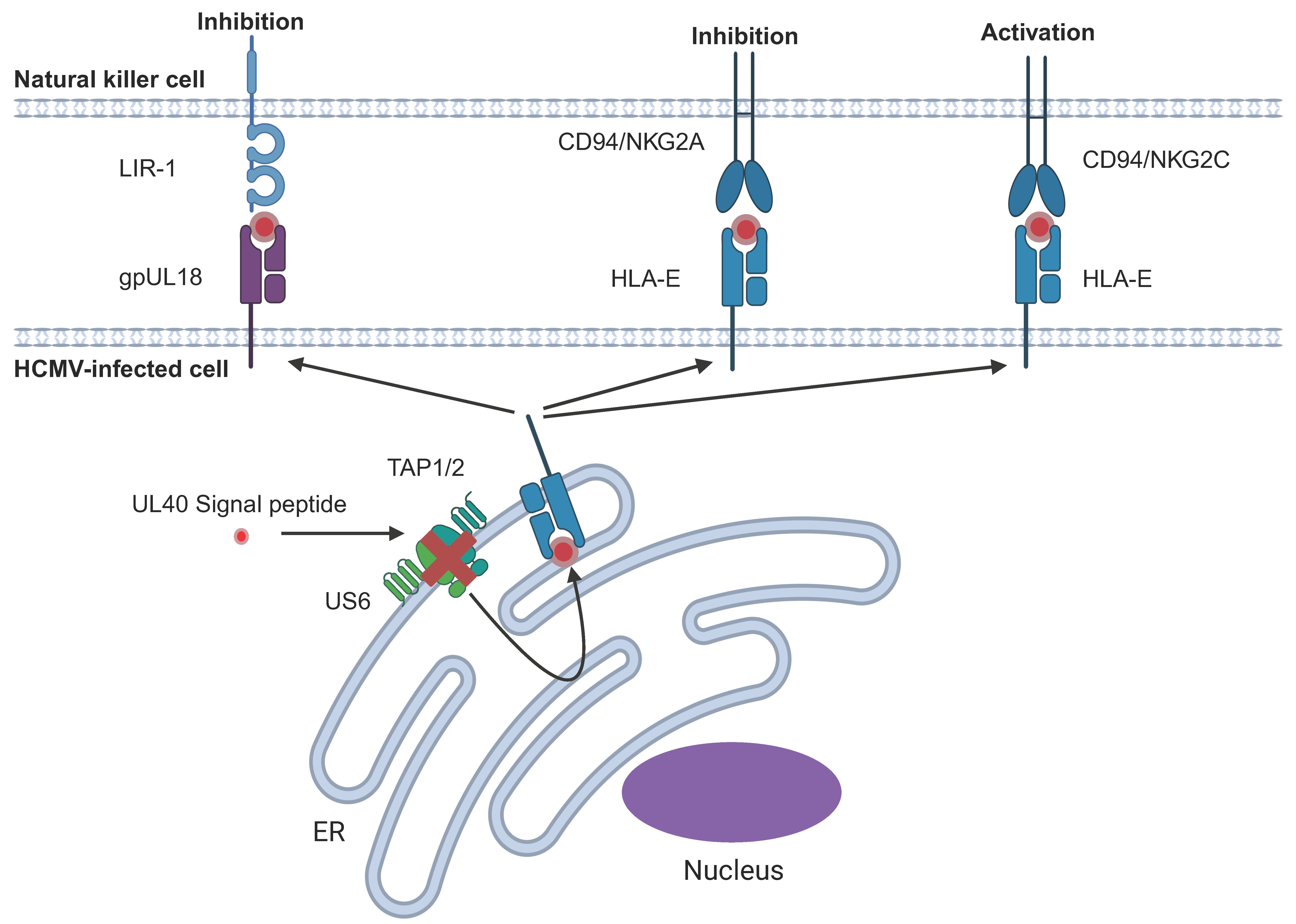 Pathogens 14 00629 g002