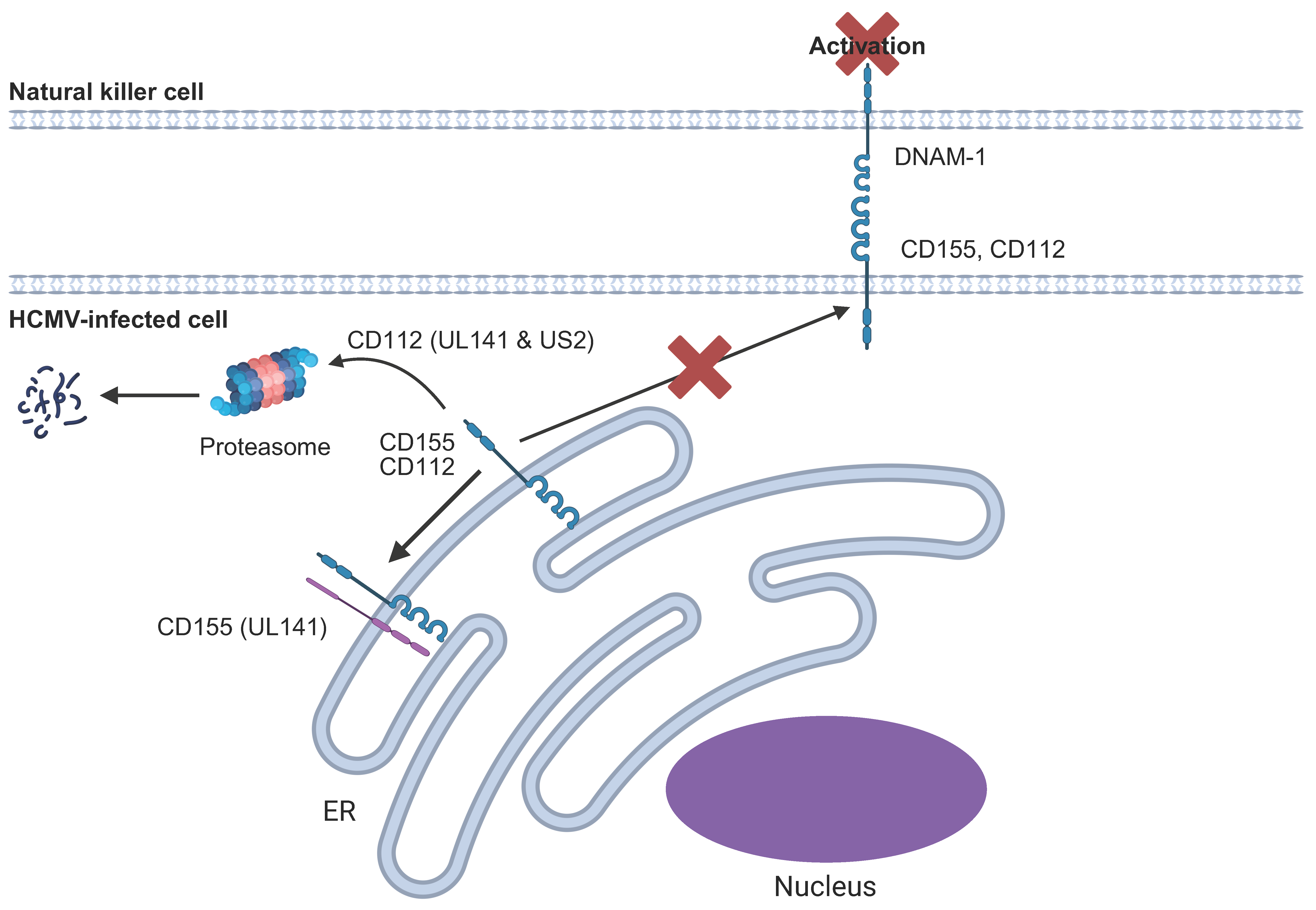 Pathogens 14 00629 g004