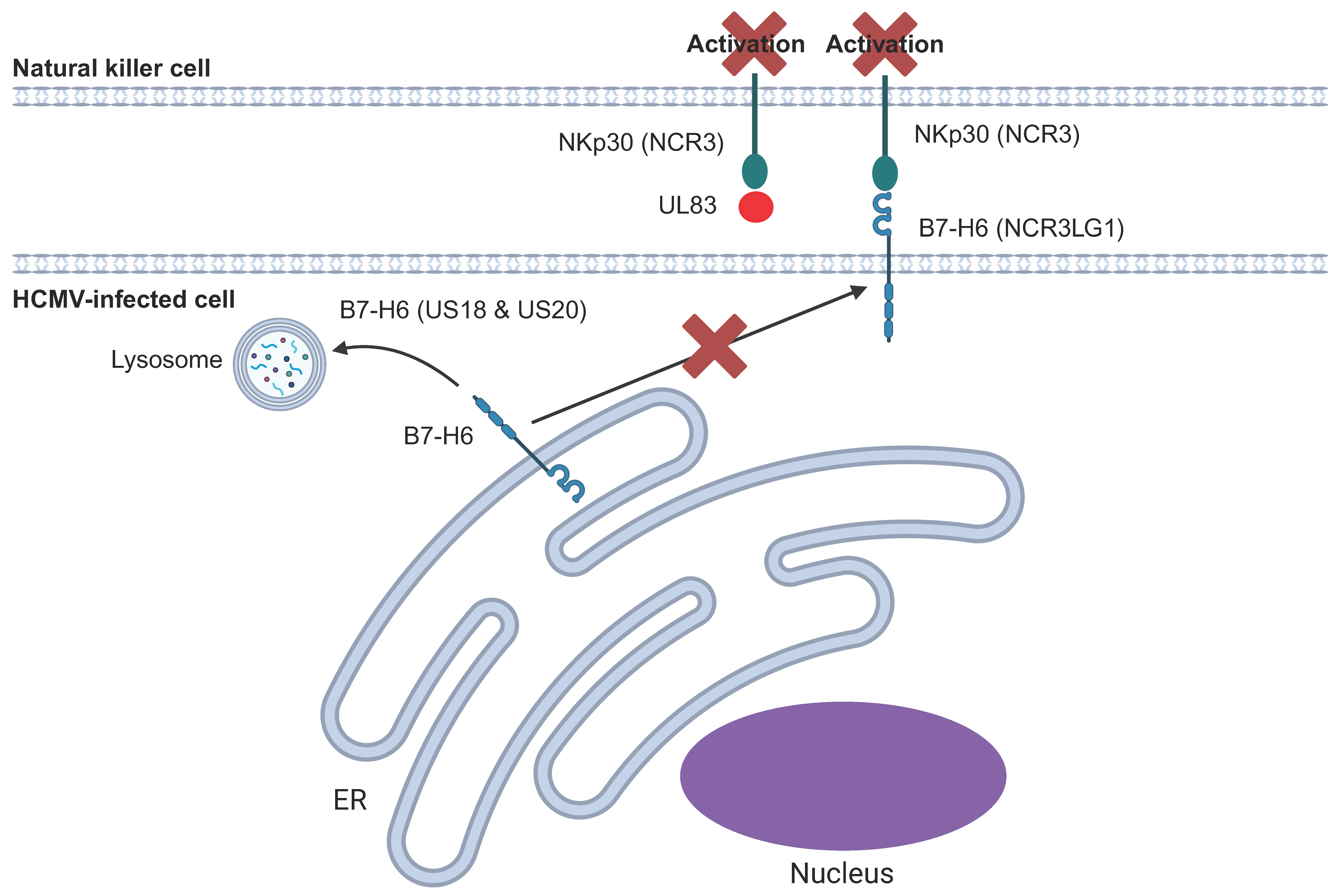 Pathogens 14 00629 g005