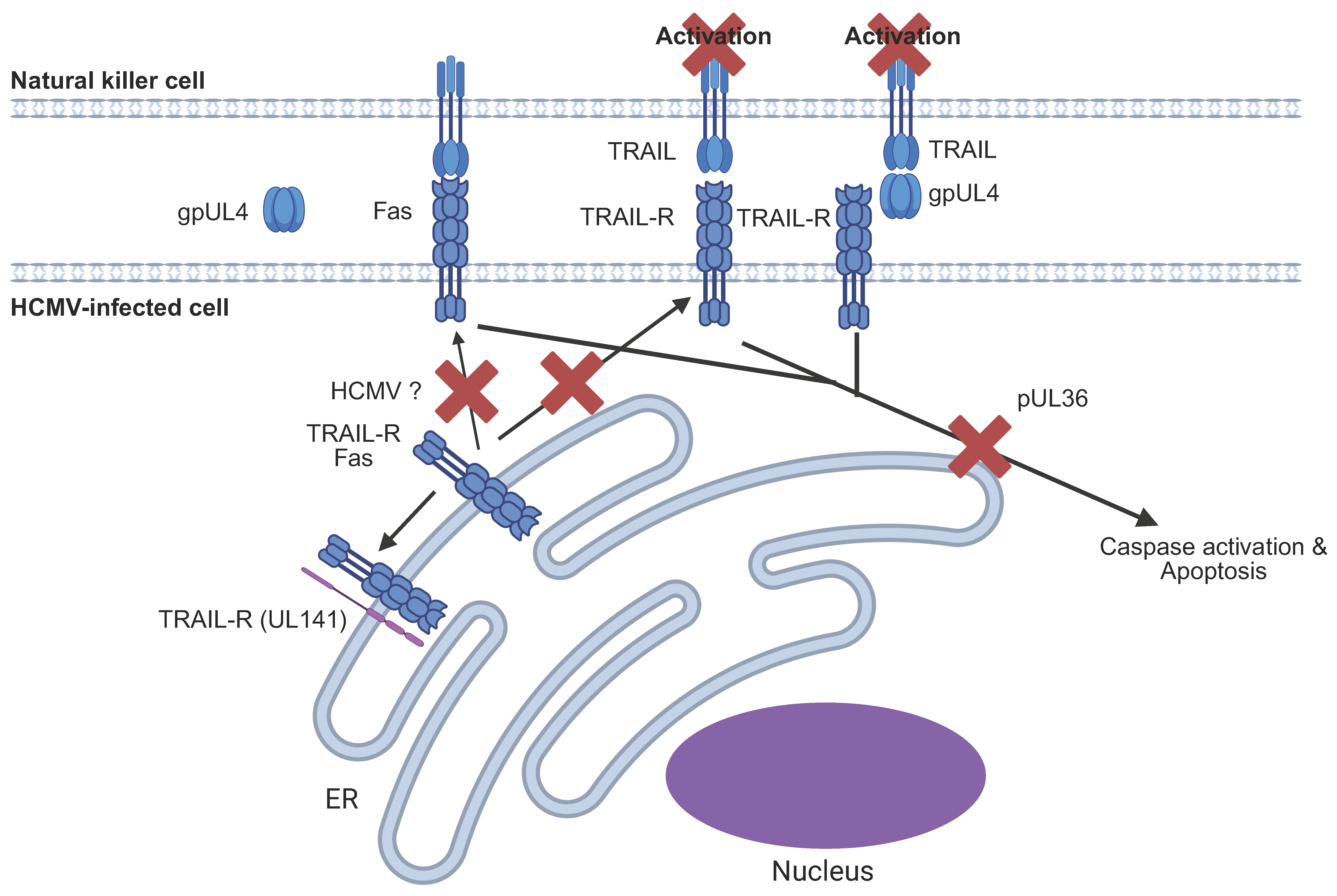 Pathogens 14 00629 g006