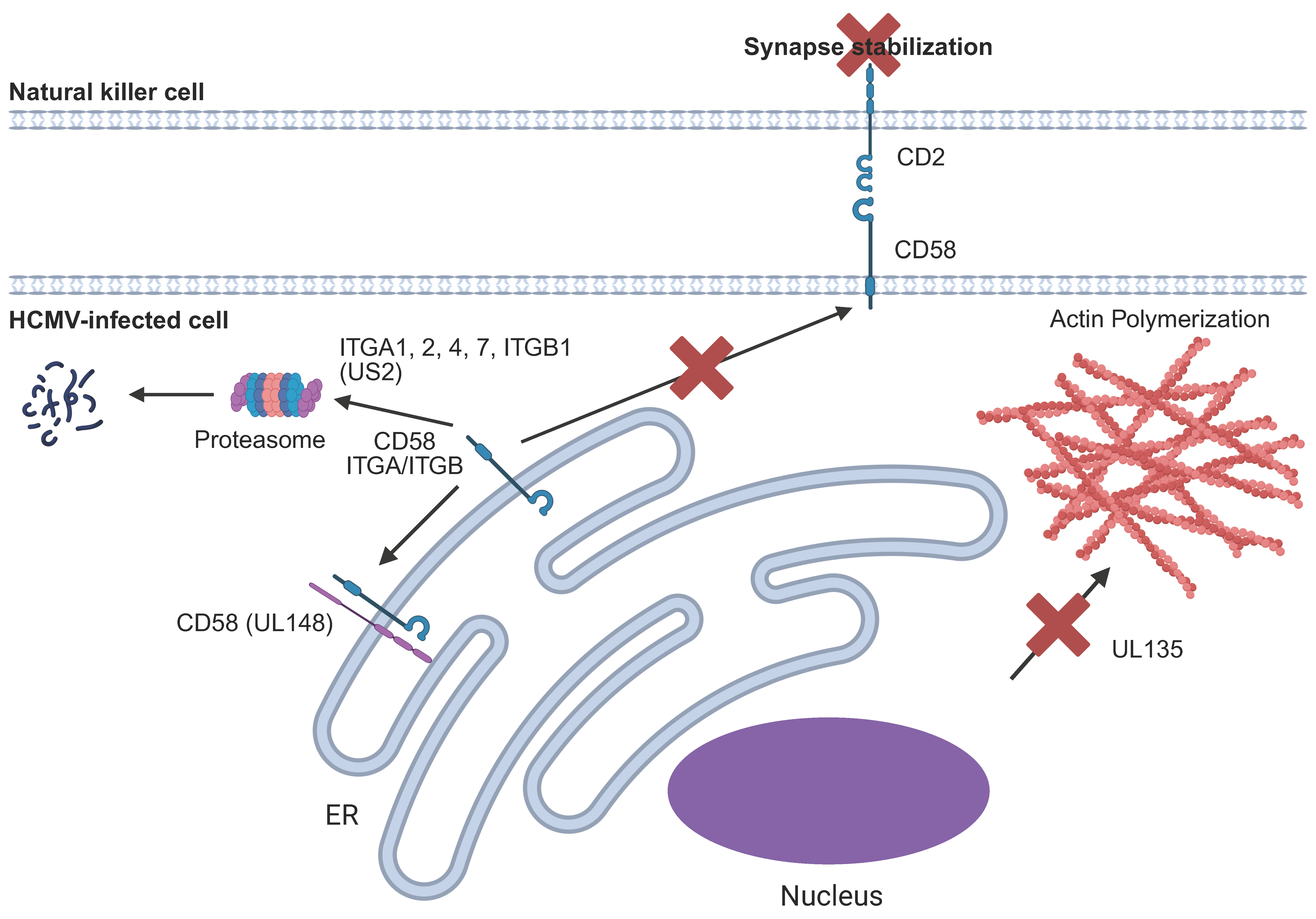 Pathogens 14 00629 g008