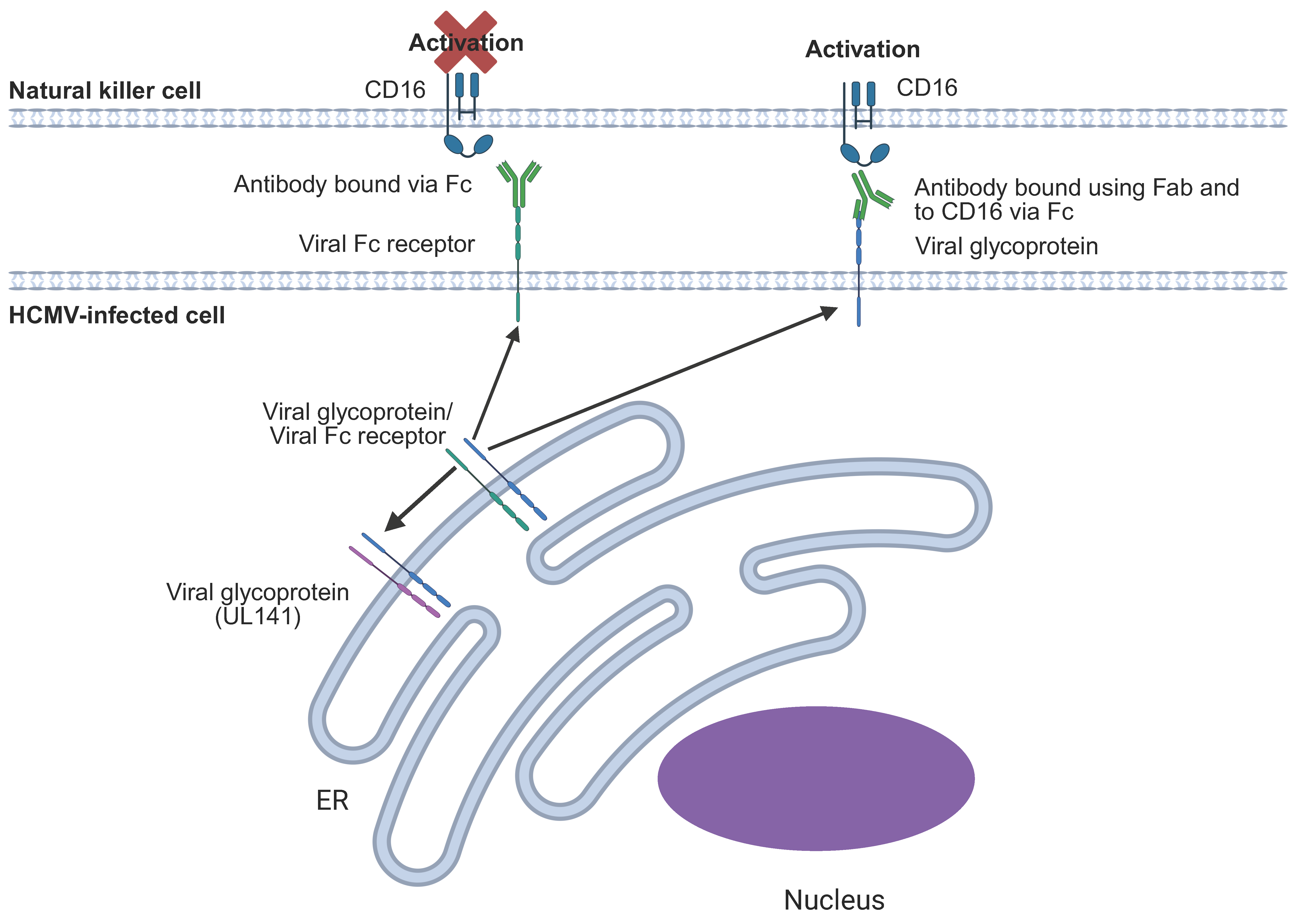 Pathogens 14 00629 g009