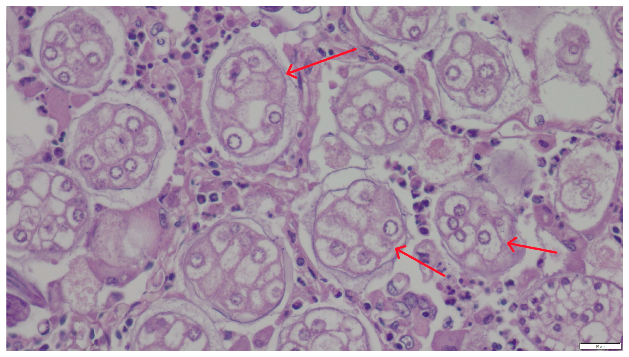 Pathogens 14 00630 g003