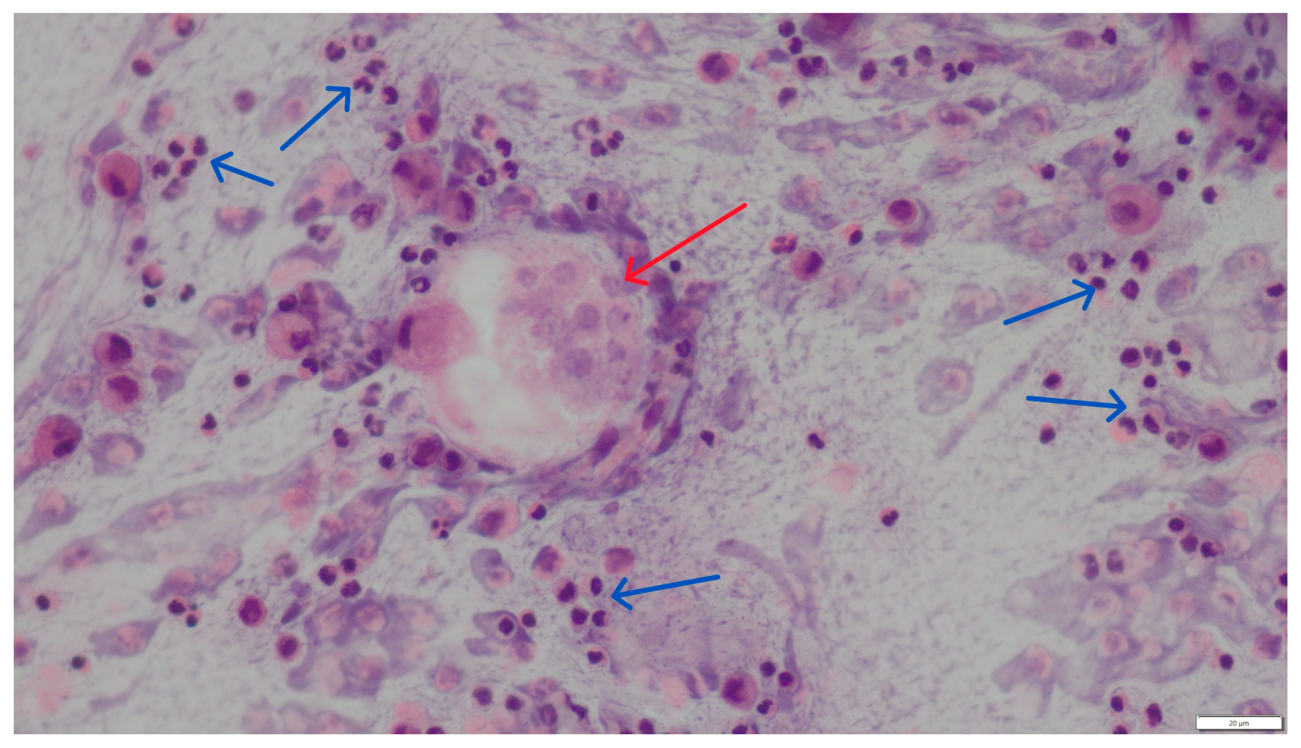 Pathogens 14 00630 g004