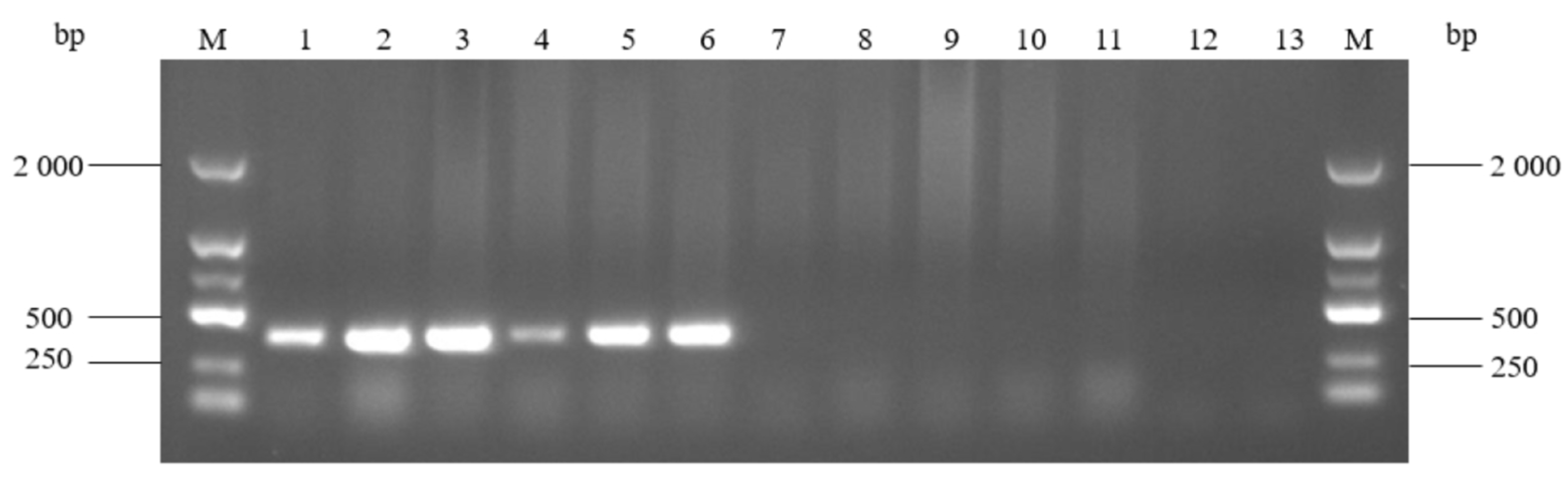 Pathogens 14 00634 g010