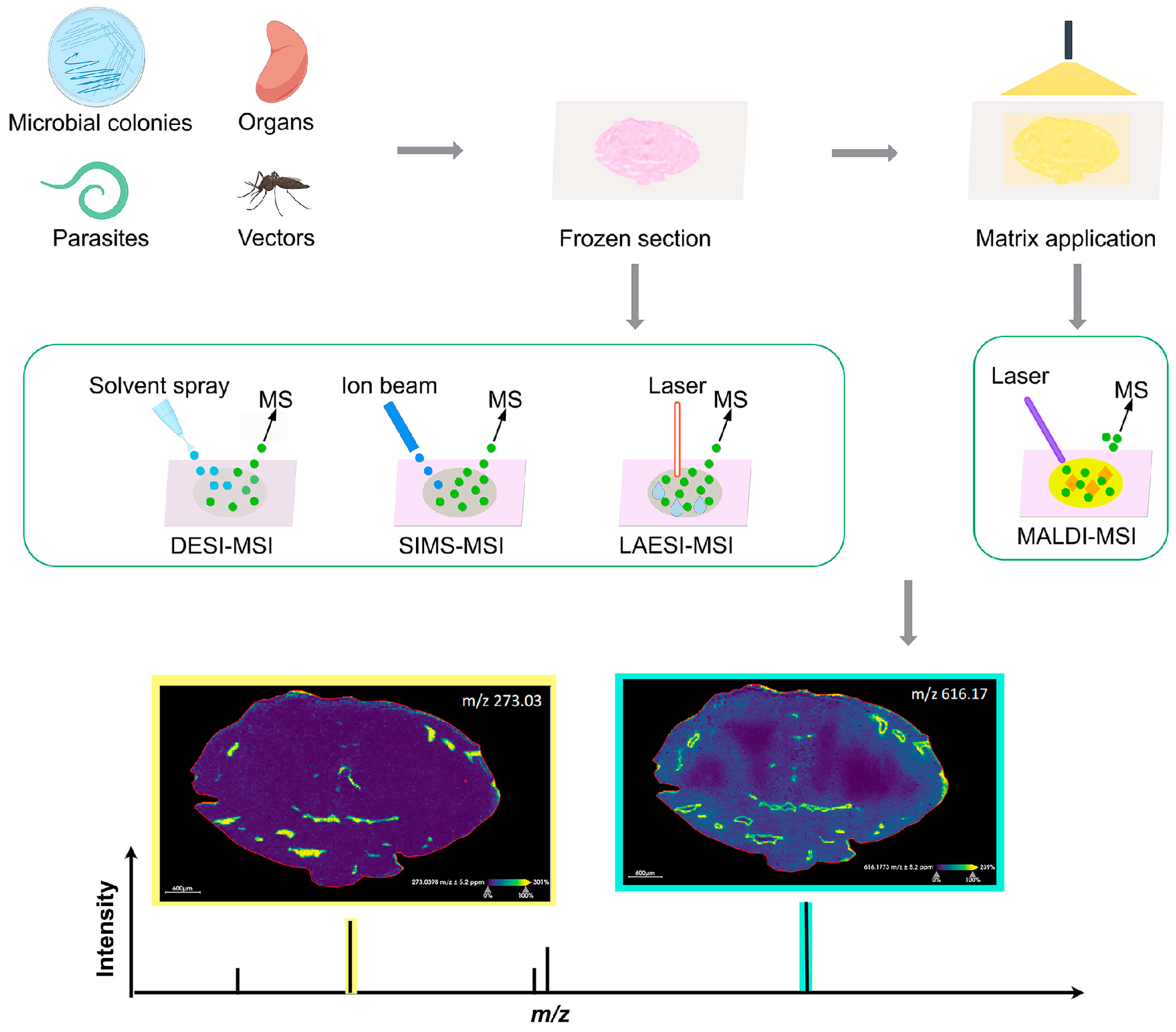 Pathogens 14 00645 g001