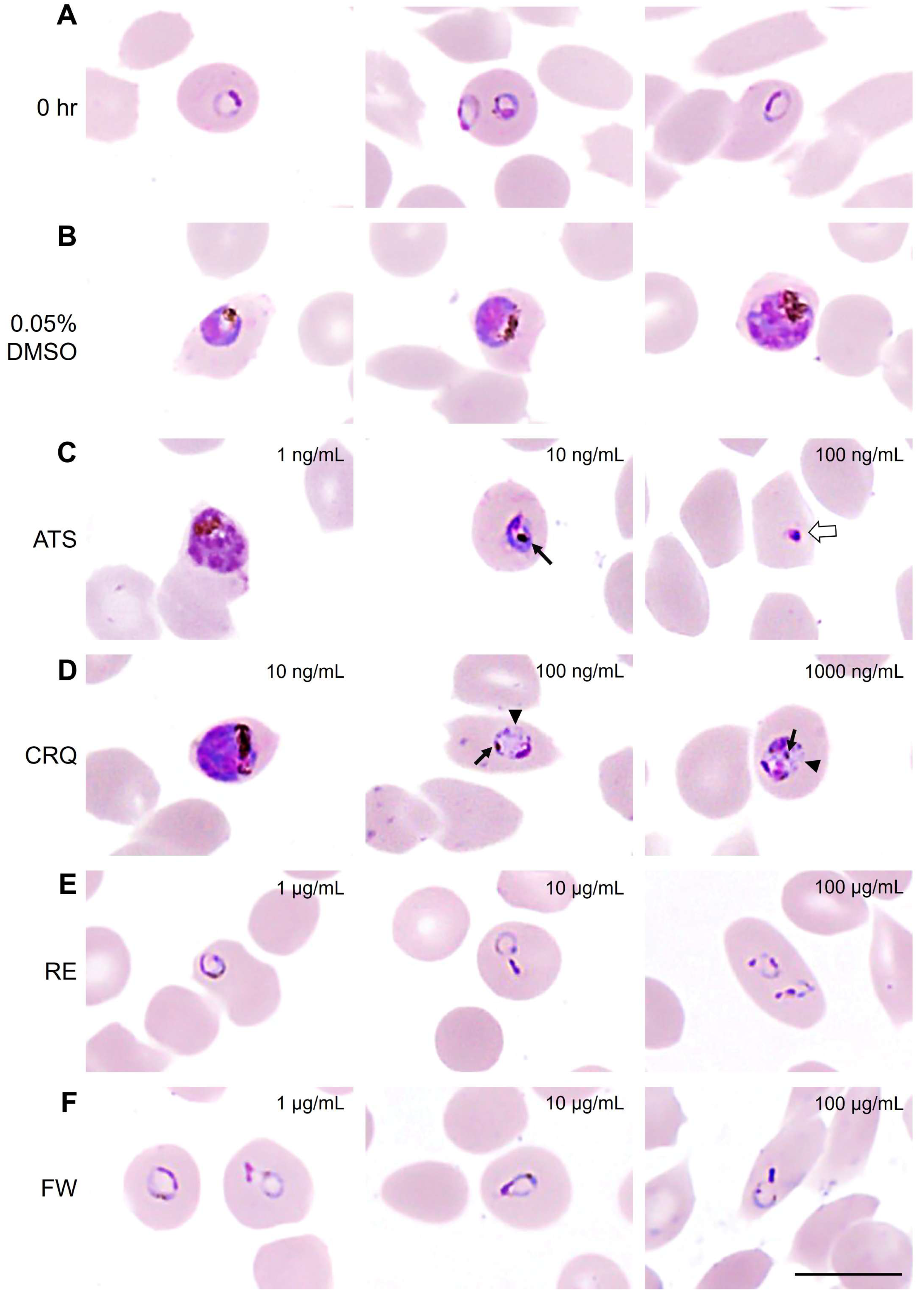 Pathogens 14 00646 g003