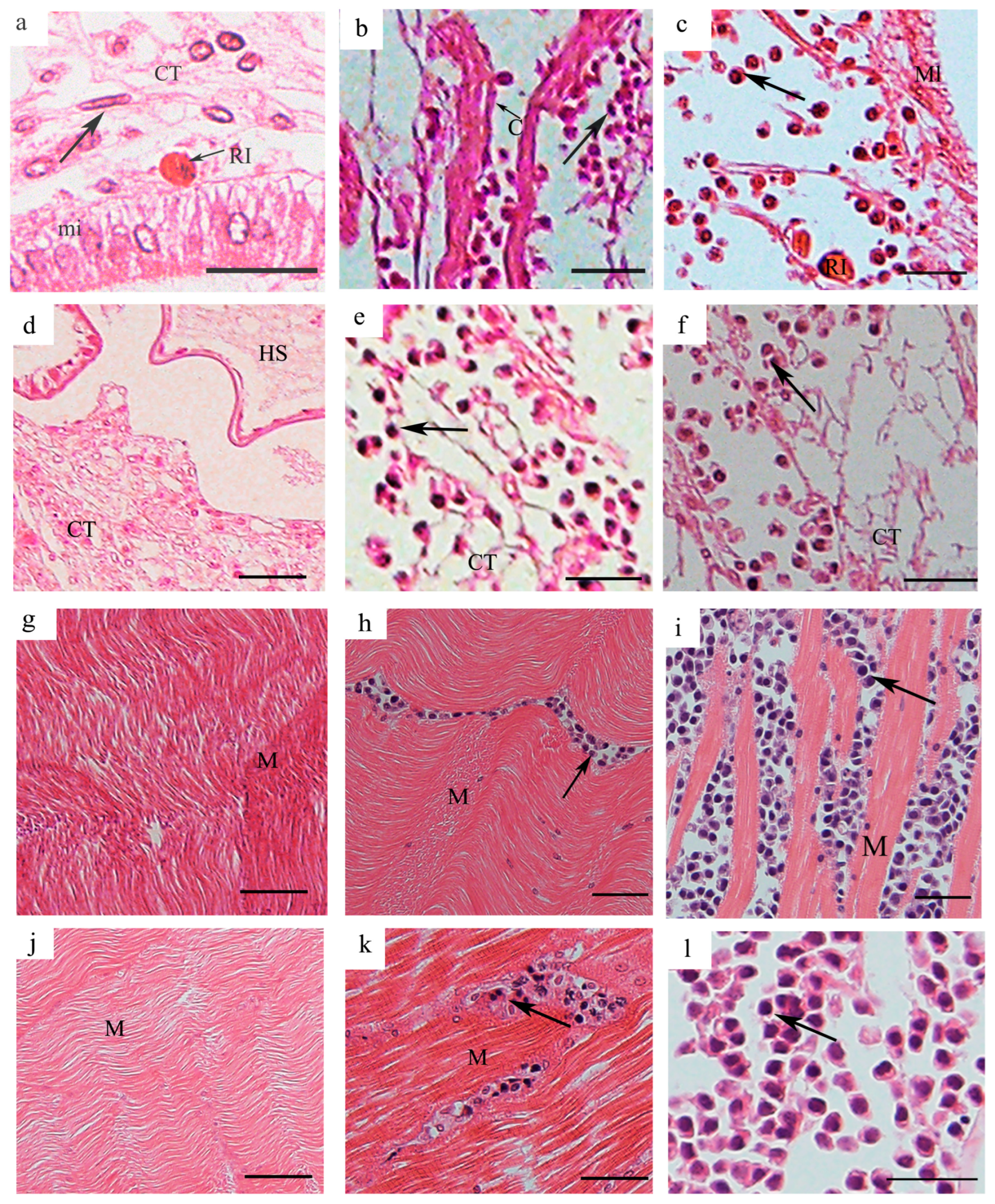 Pathogens 14 00650 g002