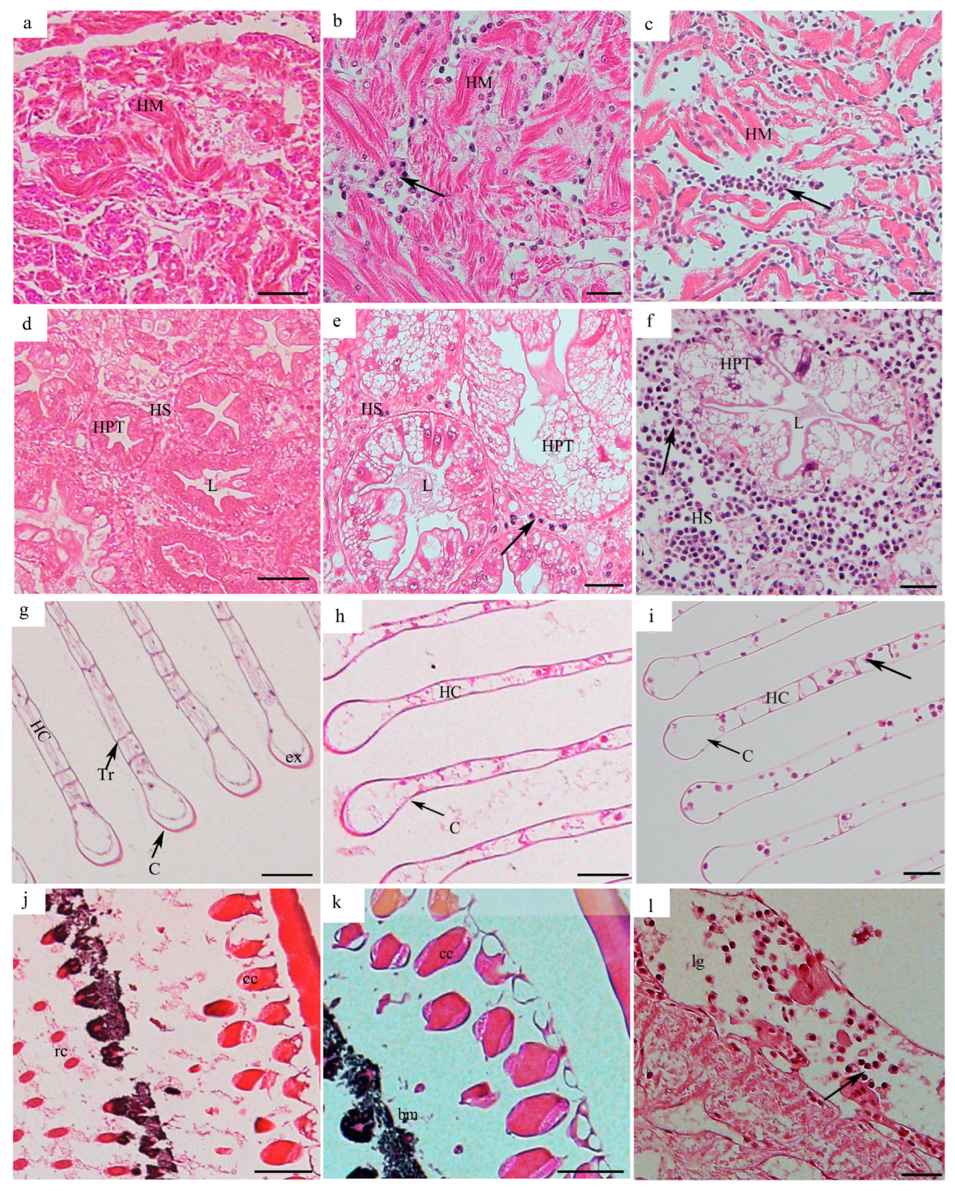 Pathogens 14 00650 g003