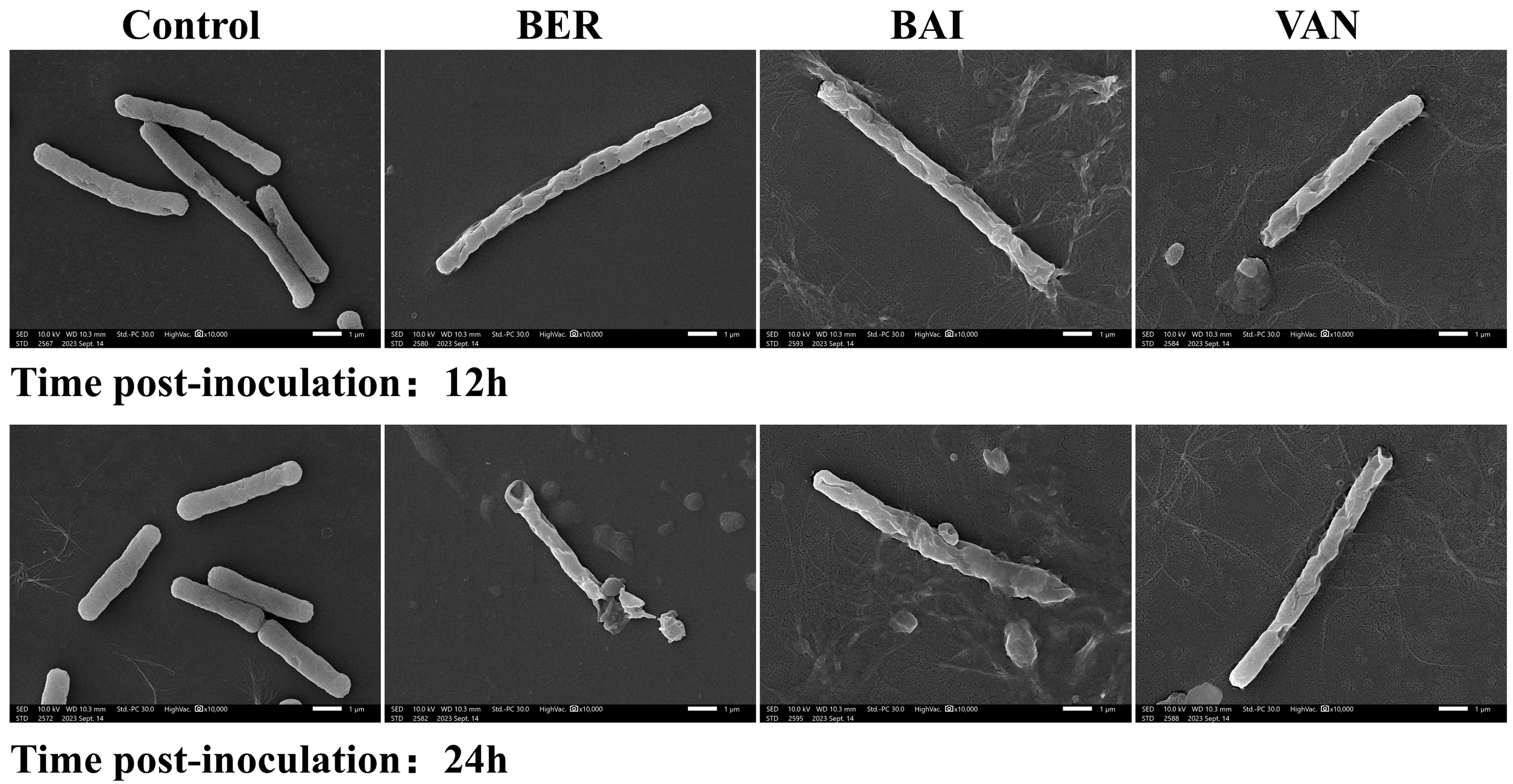 Pathogens 14 00662 g002
