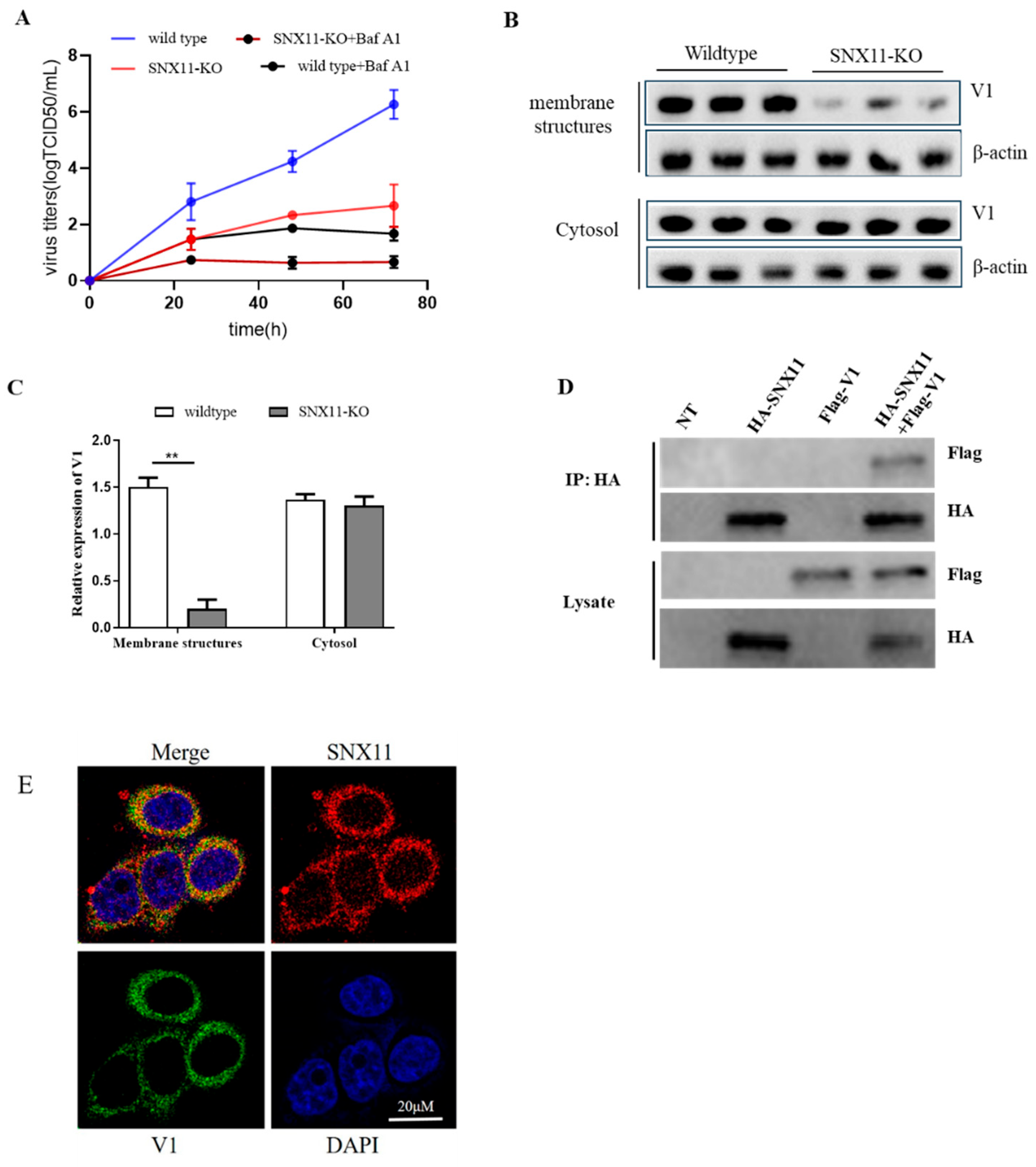 Pathogens 14 00677 g003