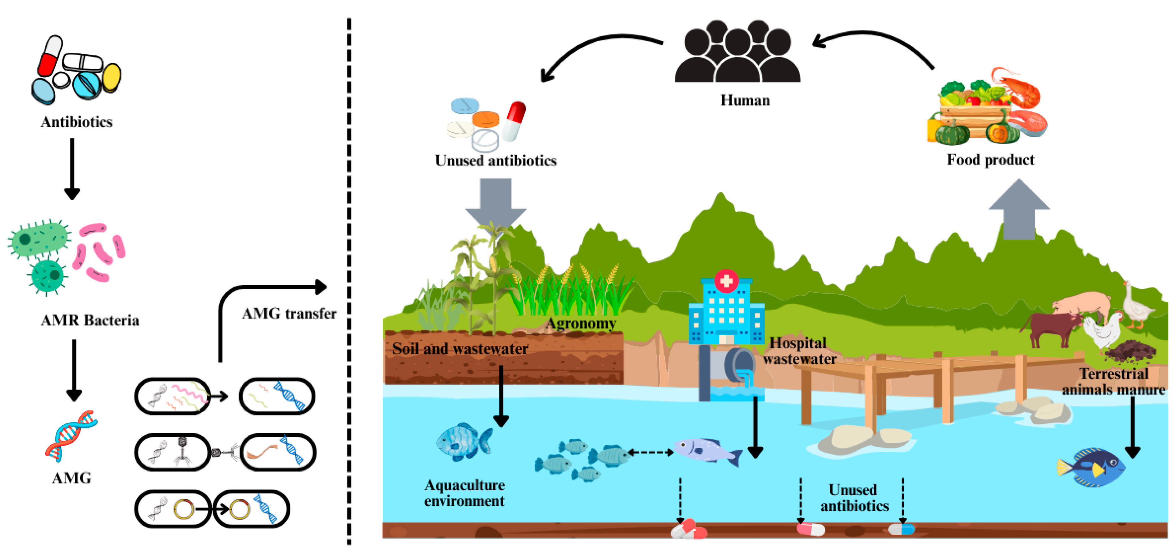 Pathogens 14 00681 g001