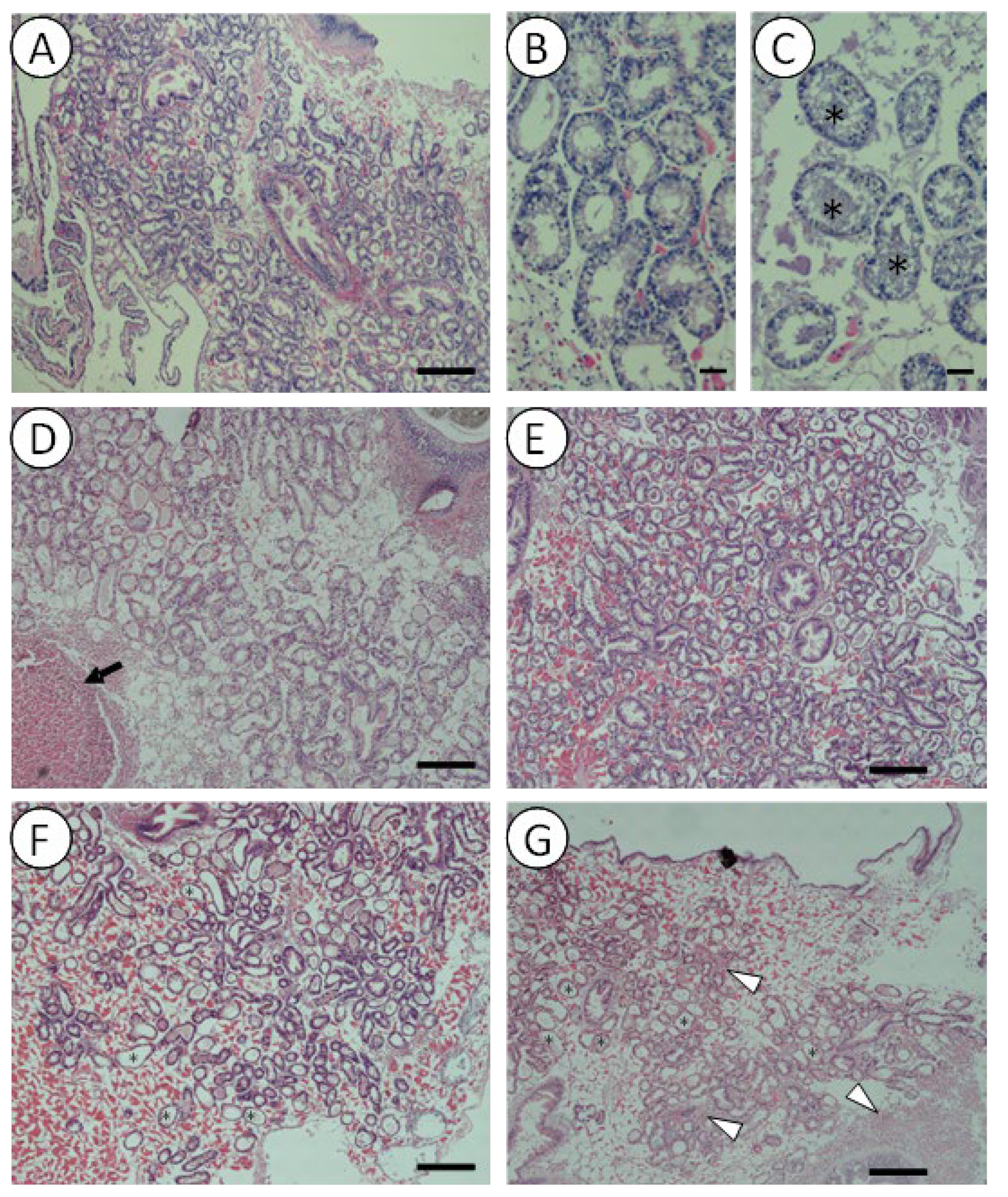 Pathogens 14 00687 g004 Pathogens 14 00687 g004