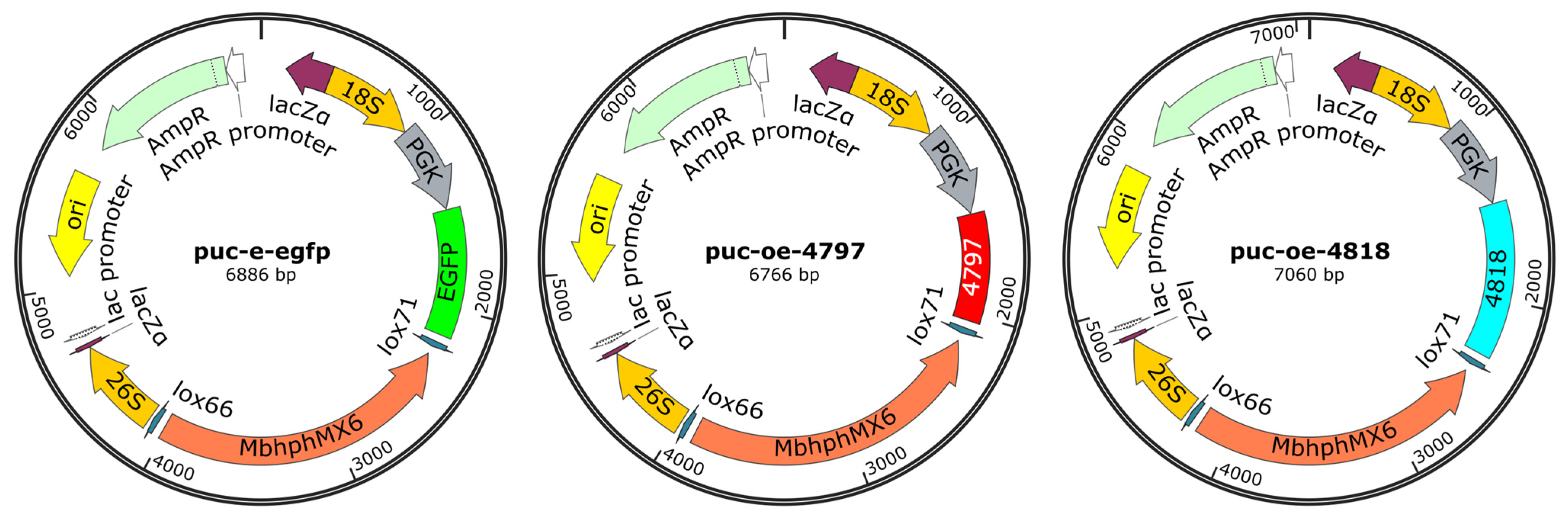 Pathogens 14 00691 g001
