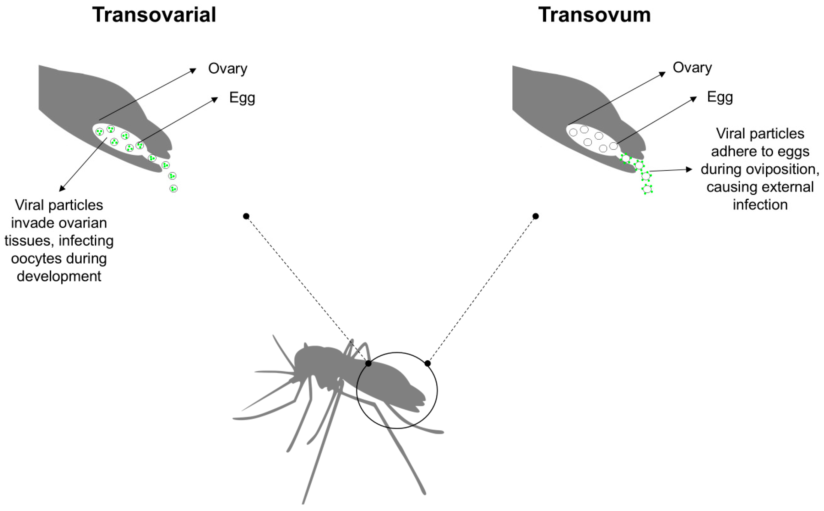 Pathogens 14 00699 g001