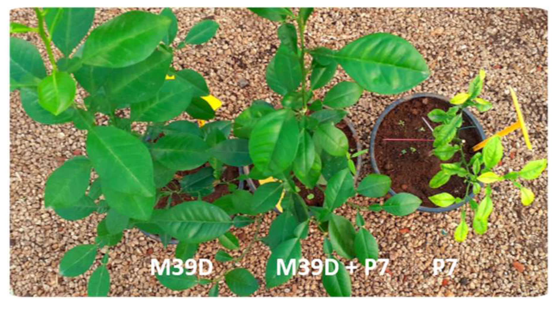 Pathogens 14 00701 g001