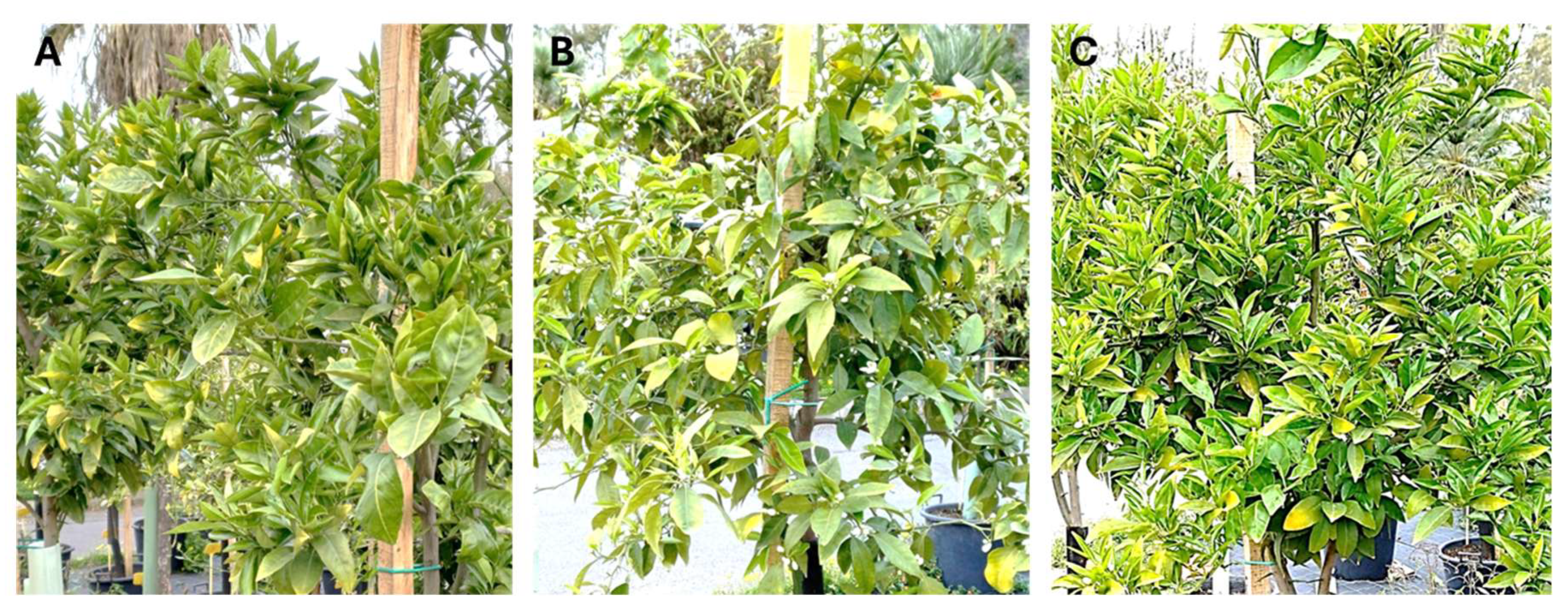 Pathogens 14 00701 g002