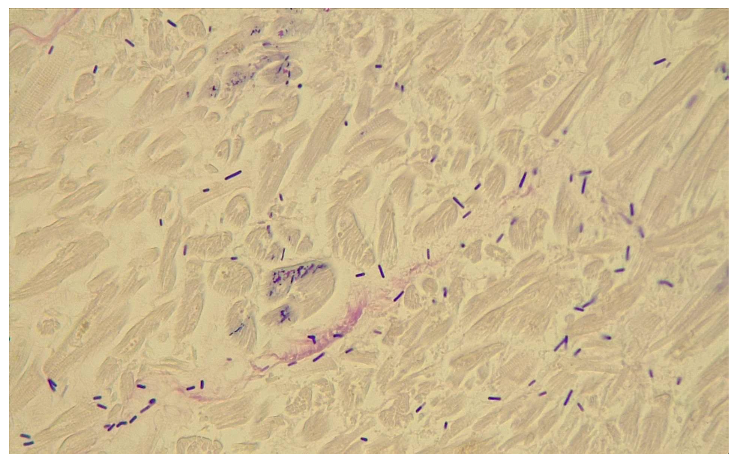 Pathogens 14 00703 g002 Pathogens 14 00703 g002