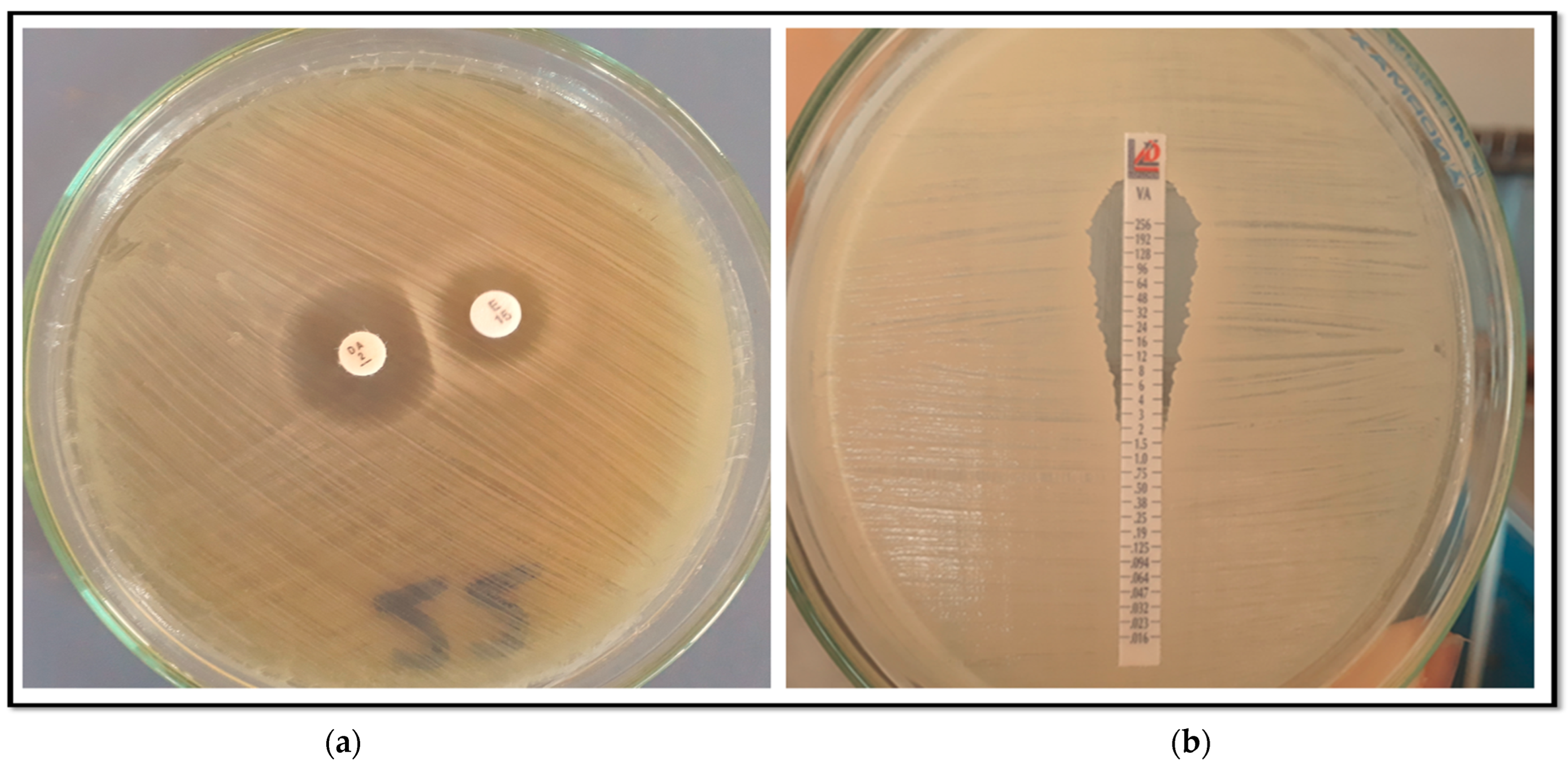 Pathogens 14 00705 g001