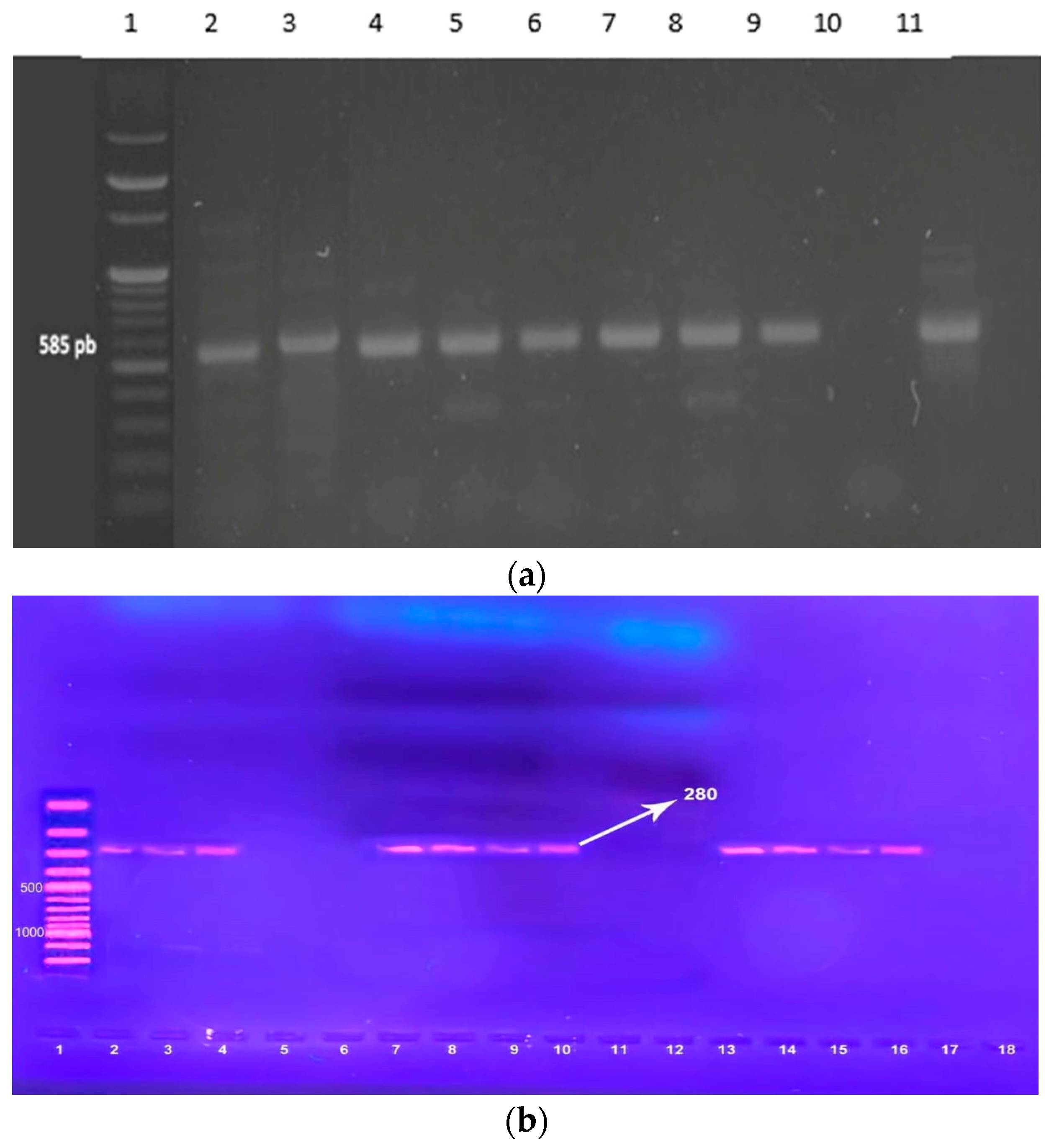 Pathogens 14 00705 g002