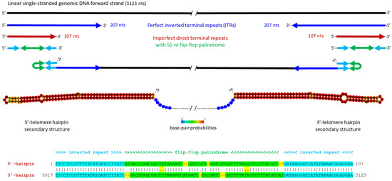 A Novel Parvovirus Associated with the Whitefly Bemisia tabaci