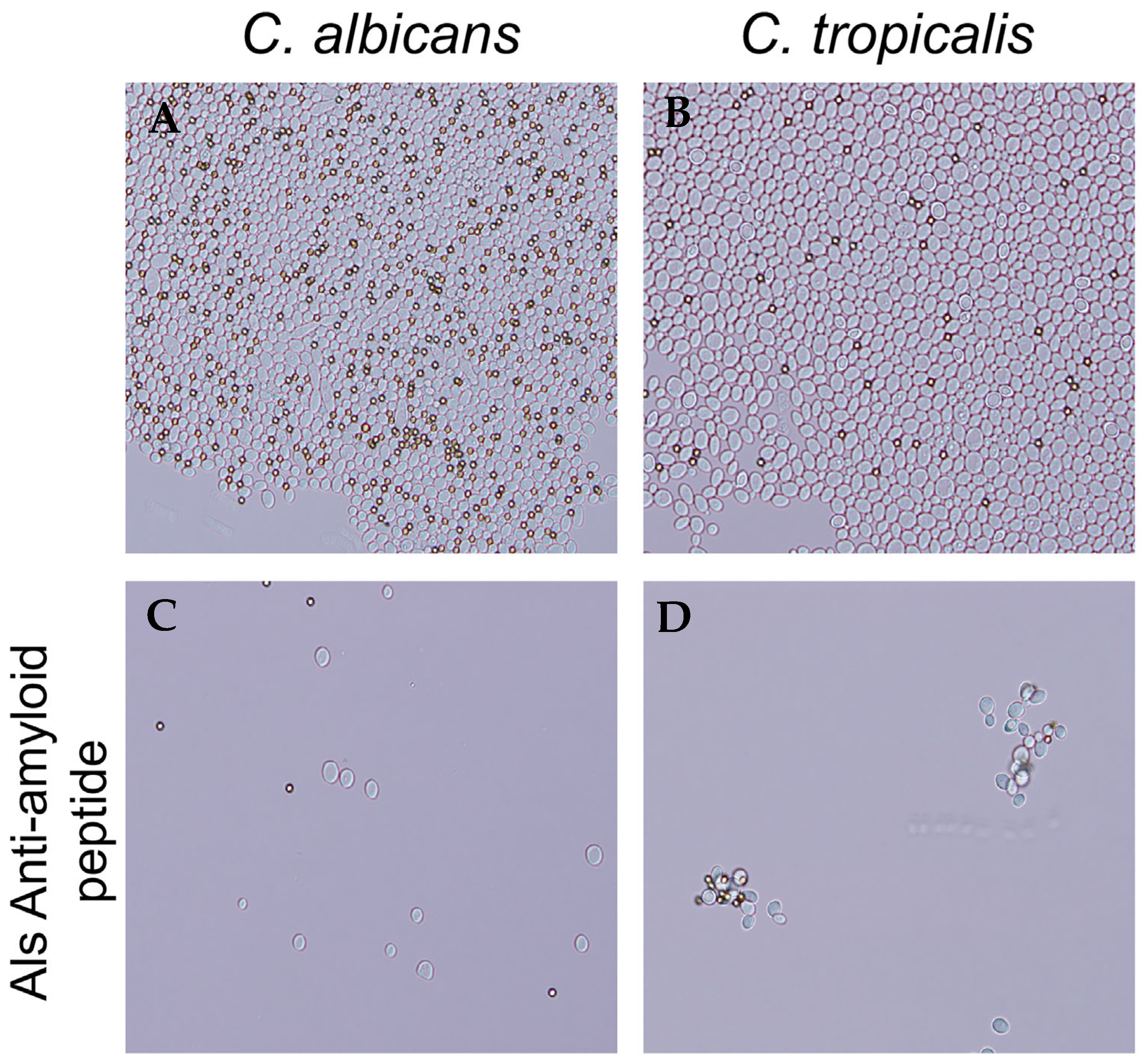 Pathogens 14 00723 g004