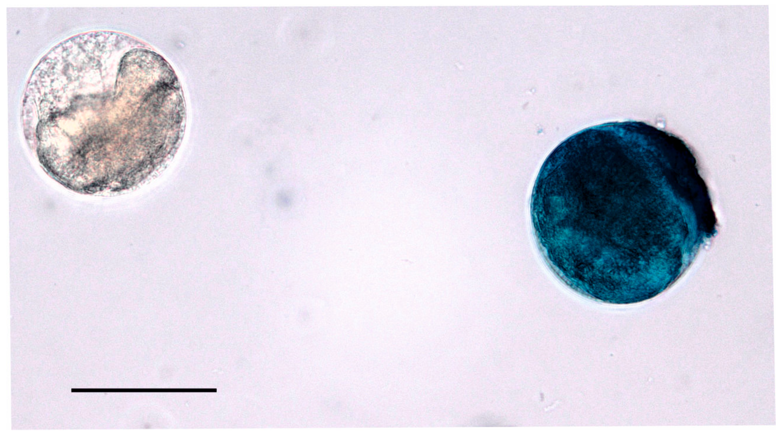 Pathogens 14 00725 g001