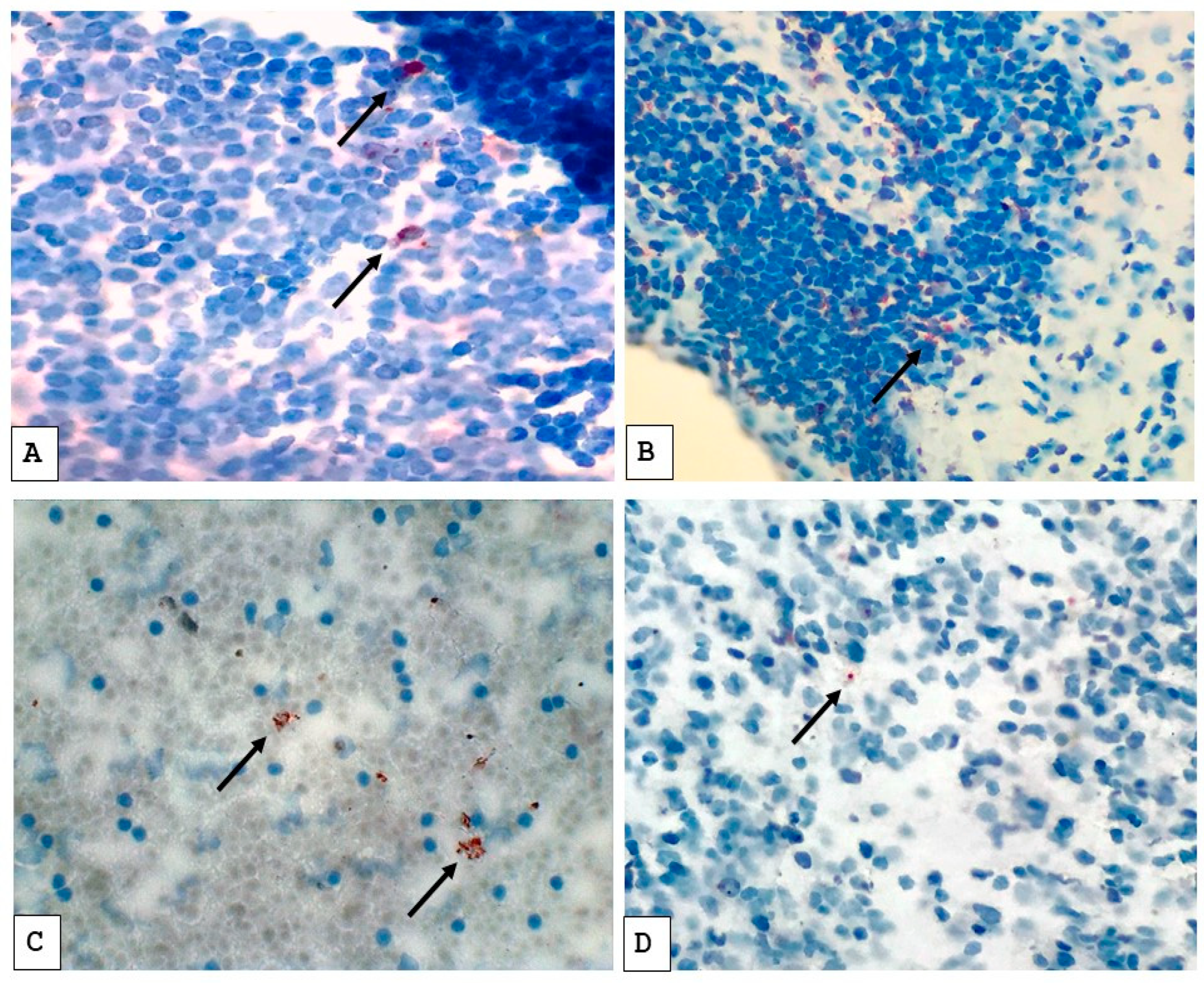 Pathogens 14 00741 g001