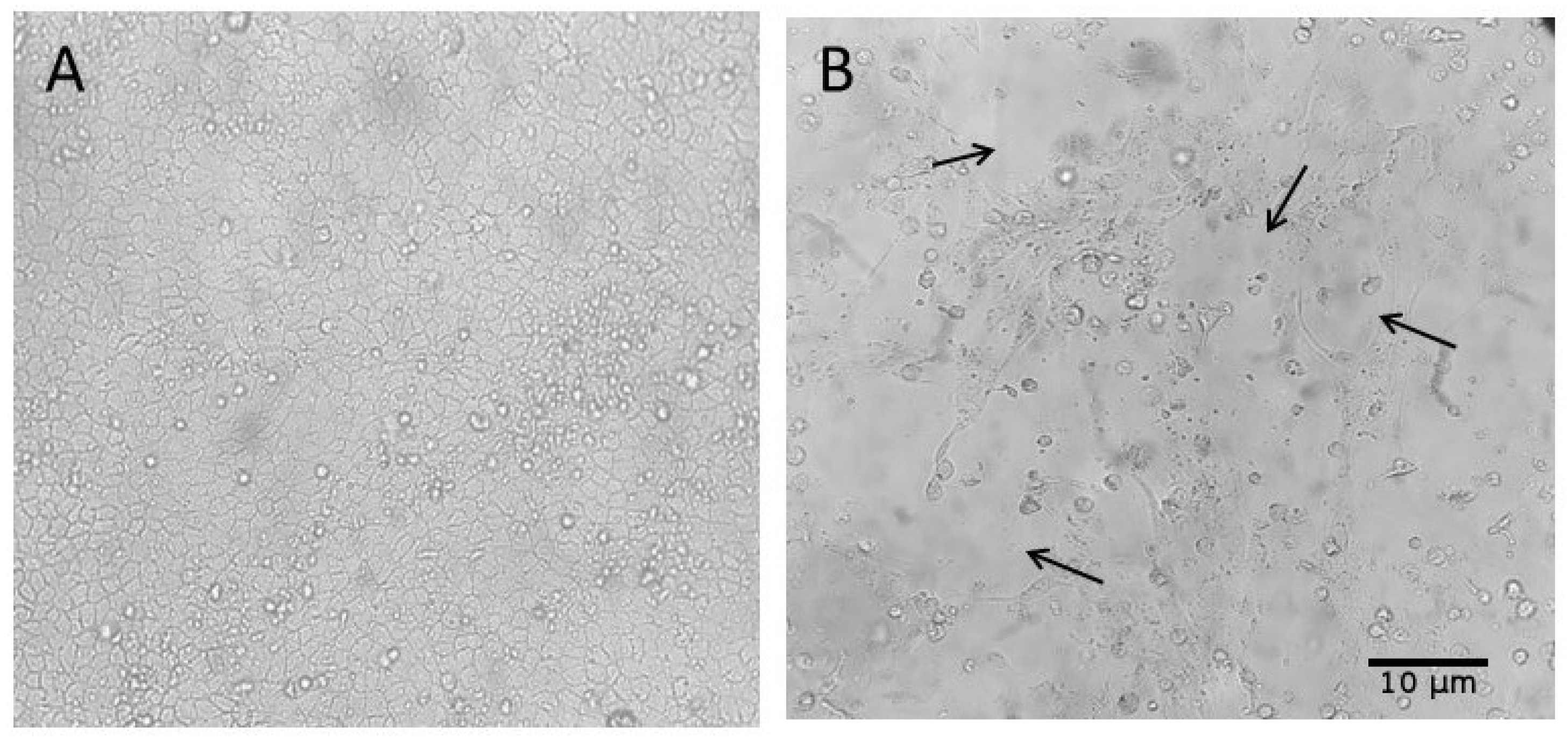 Pathogens 14 00753 g005