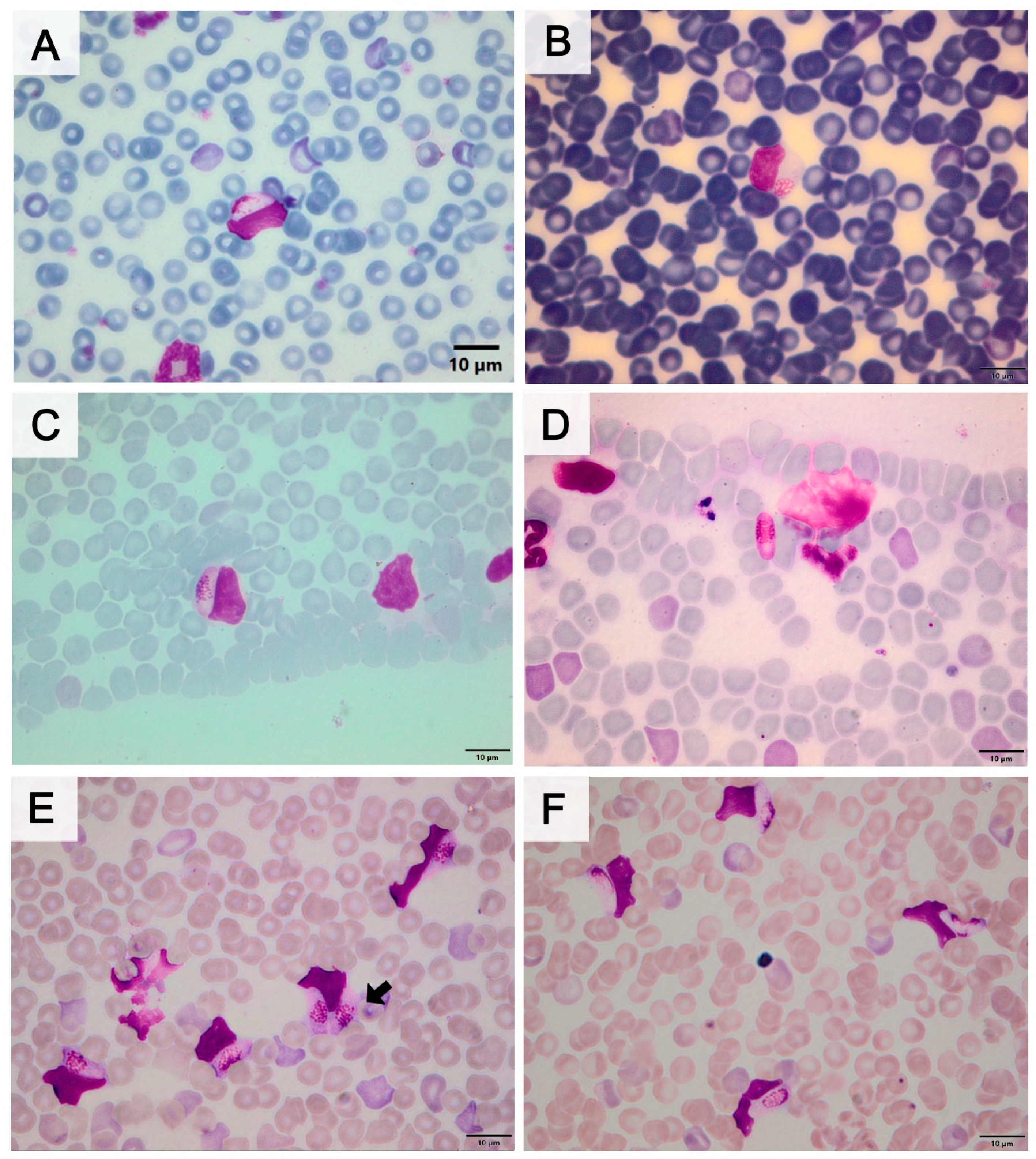 Pathogens 14 00756 g001