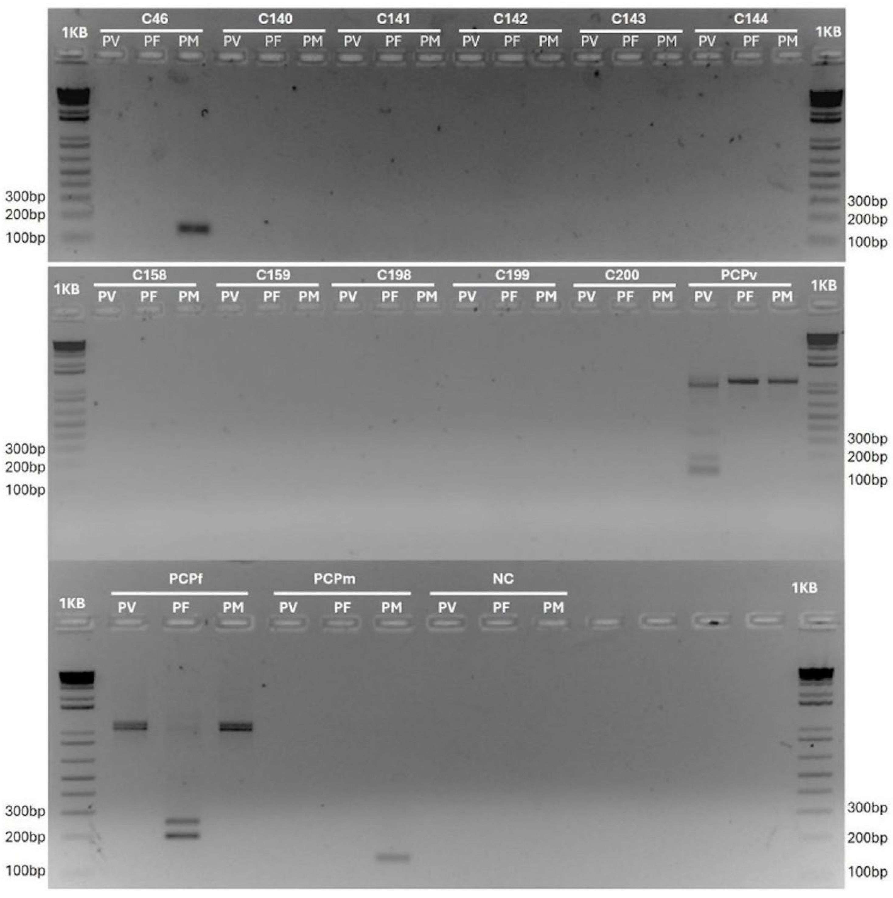 Pathogens 14 00757 g002 Pathogens 14 00757 g002