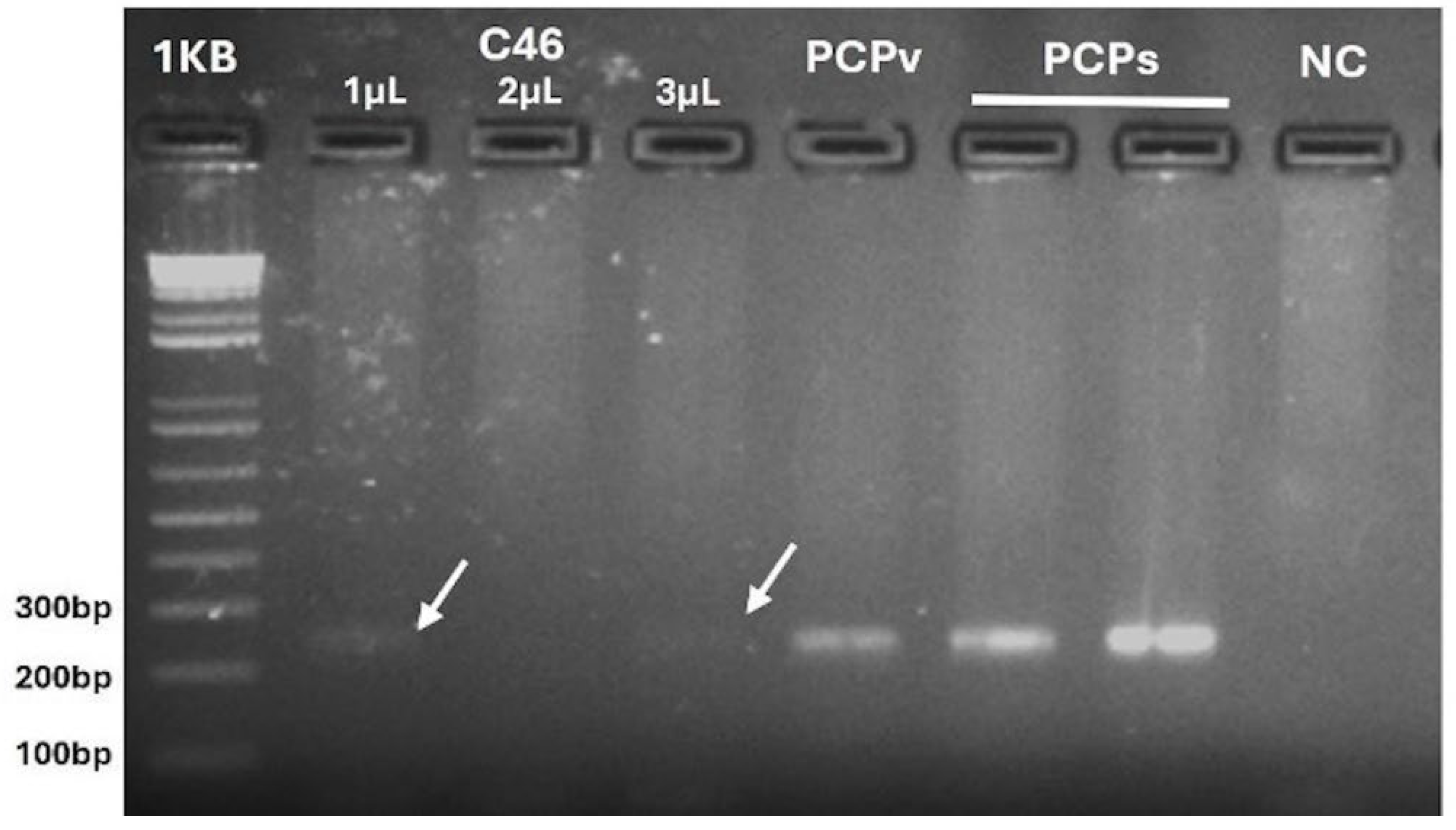 Pathogens 14 00757 g003 Pathogens 14 00757 g003