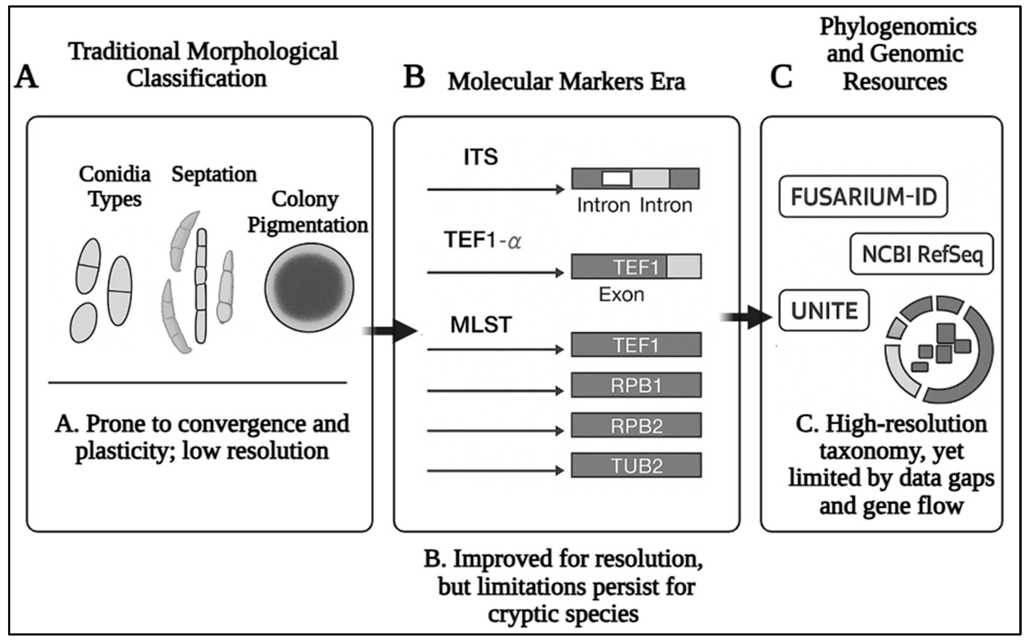 Pathogens 14 00762 g001