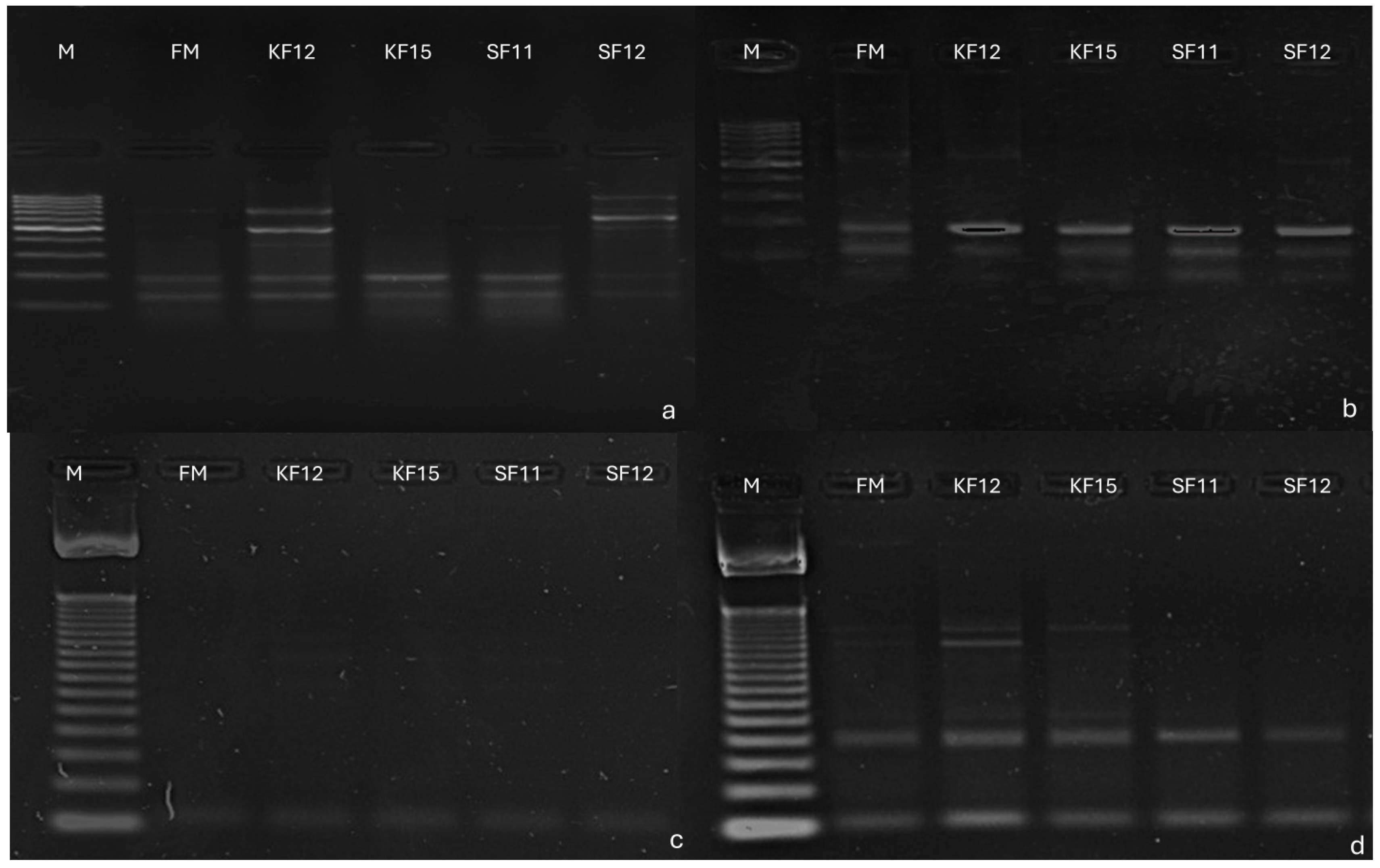 Pathogens 14 00779 g007 Pathogens 14 00779 g007