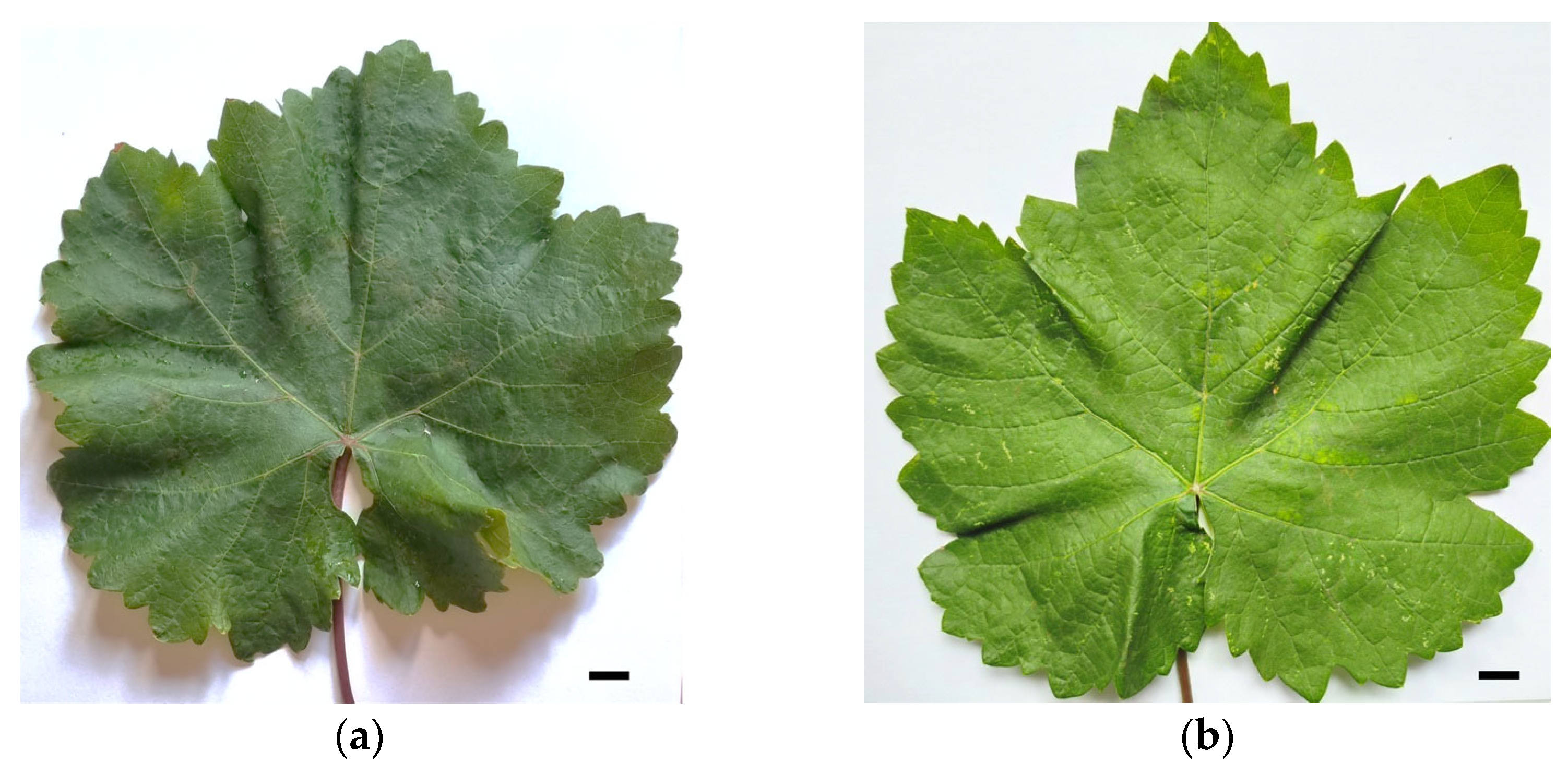 Pathogens 14 00782 g001 Pathogens 14 00782 g001