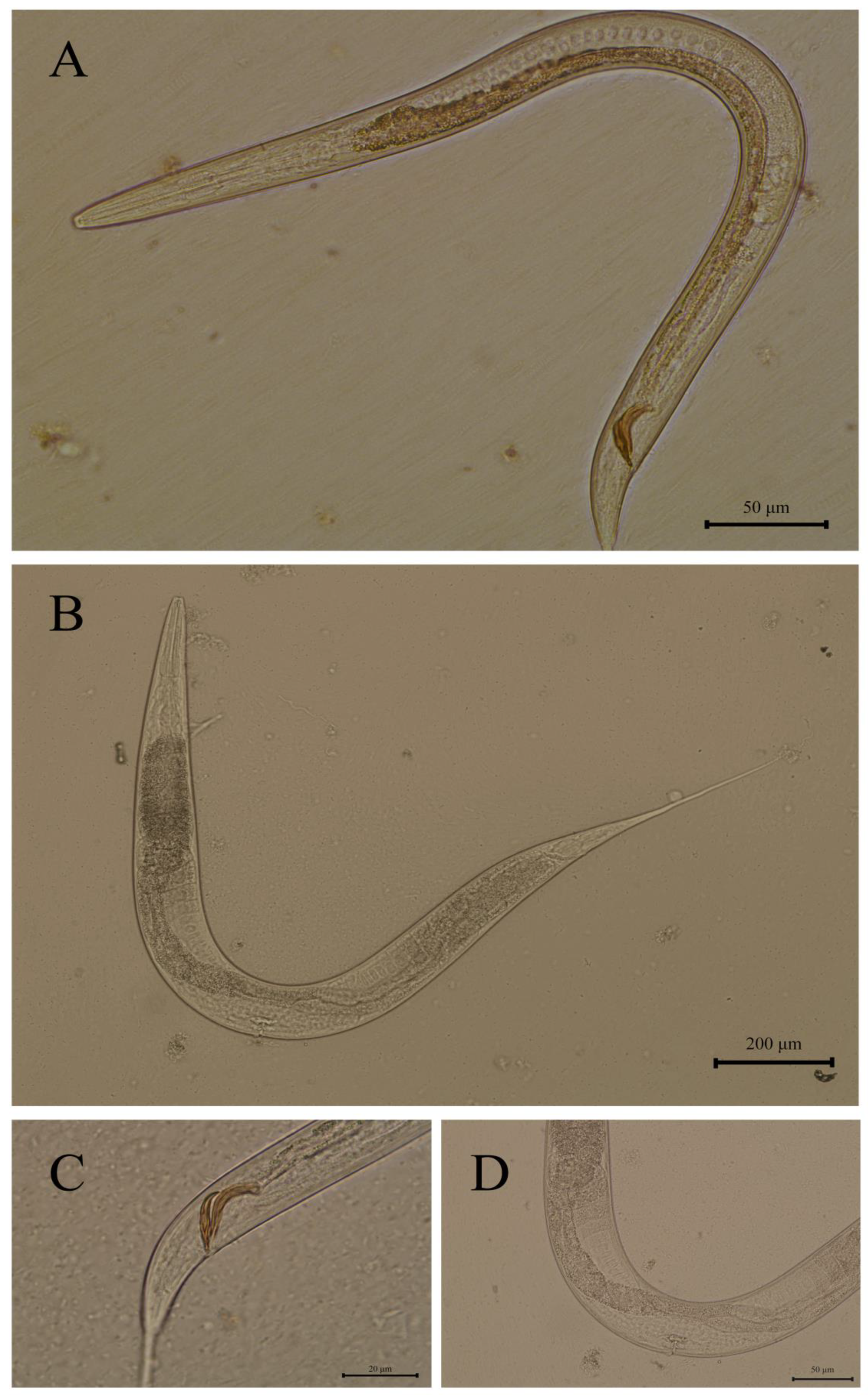 Pathogens 14 00783 g001 Pathogens 14 00783 g001
