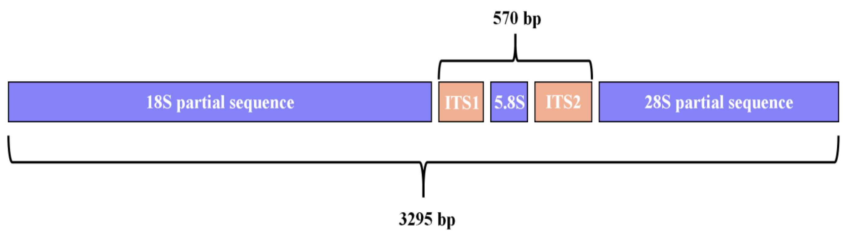 Pathogens 14 00783 g002 Pathogens 14 00783 g002