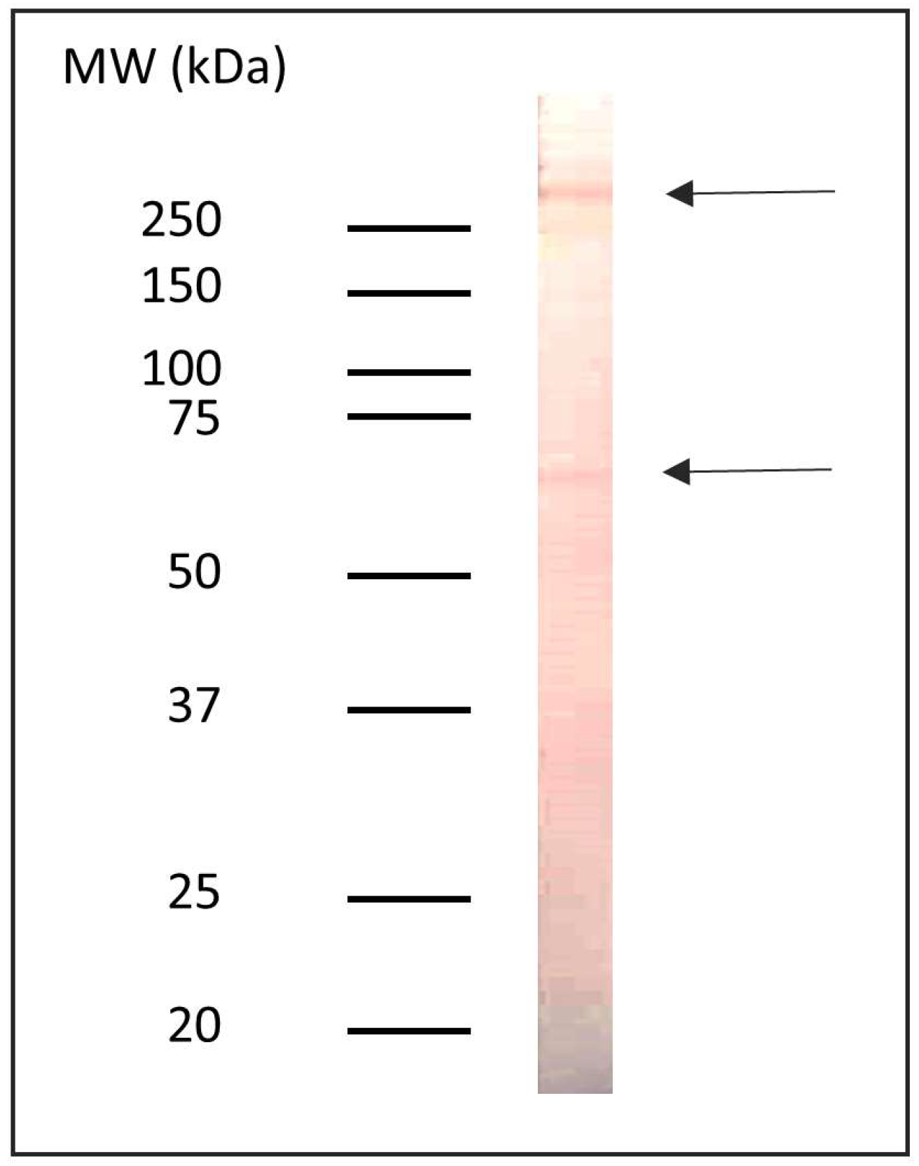 Pathogens 14 00789 g001 Pathogens 14 00789 g001