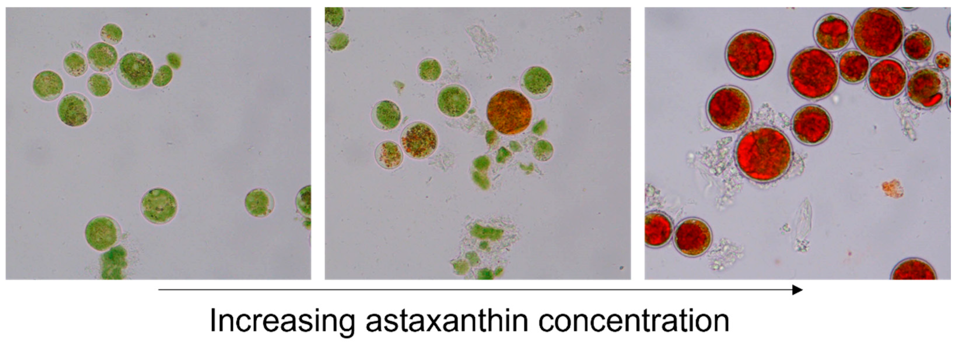 Pathogens 14 00791 g001