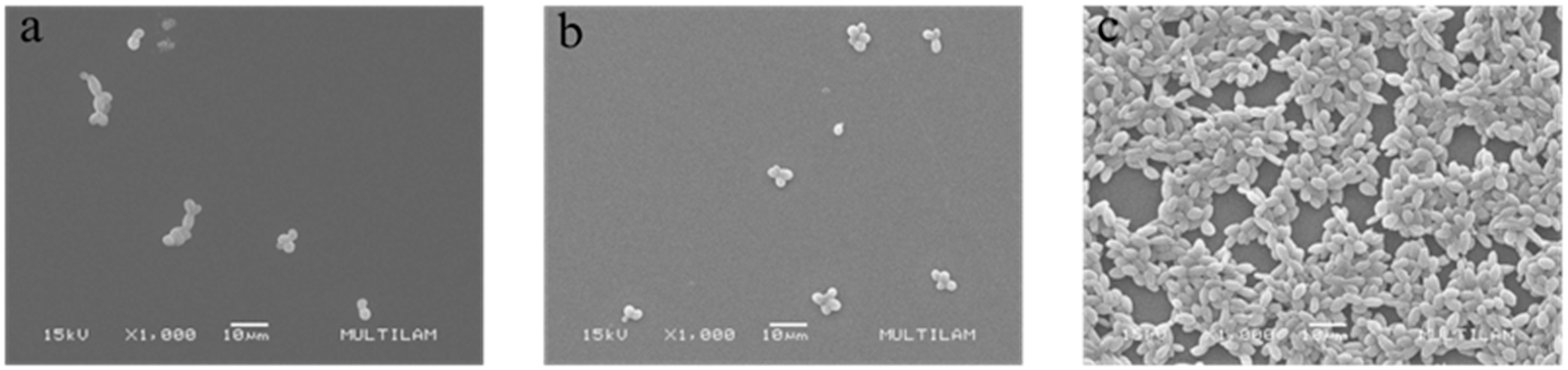 Pathogens 14 00799 g002 Pathogens 14 00799 g002