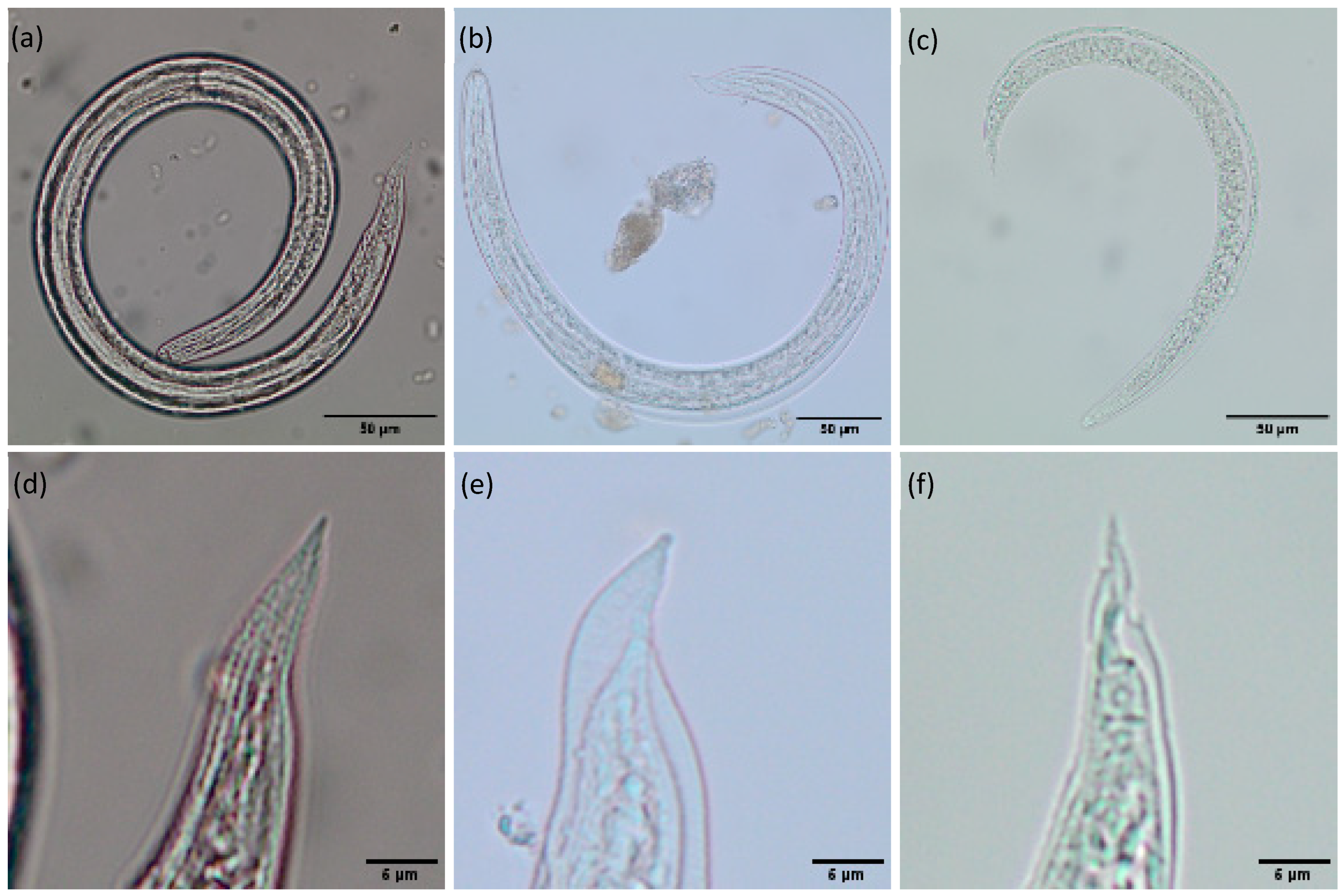 Pathogens 14 00800 g001