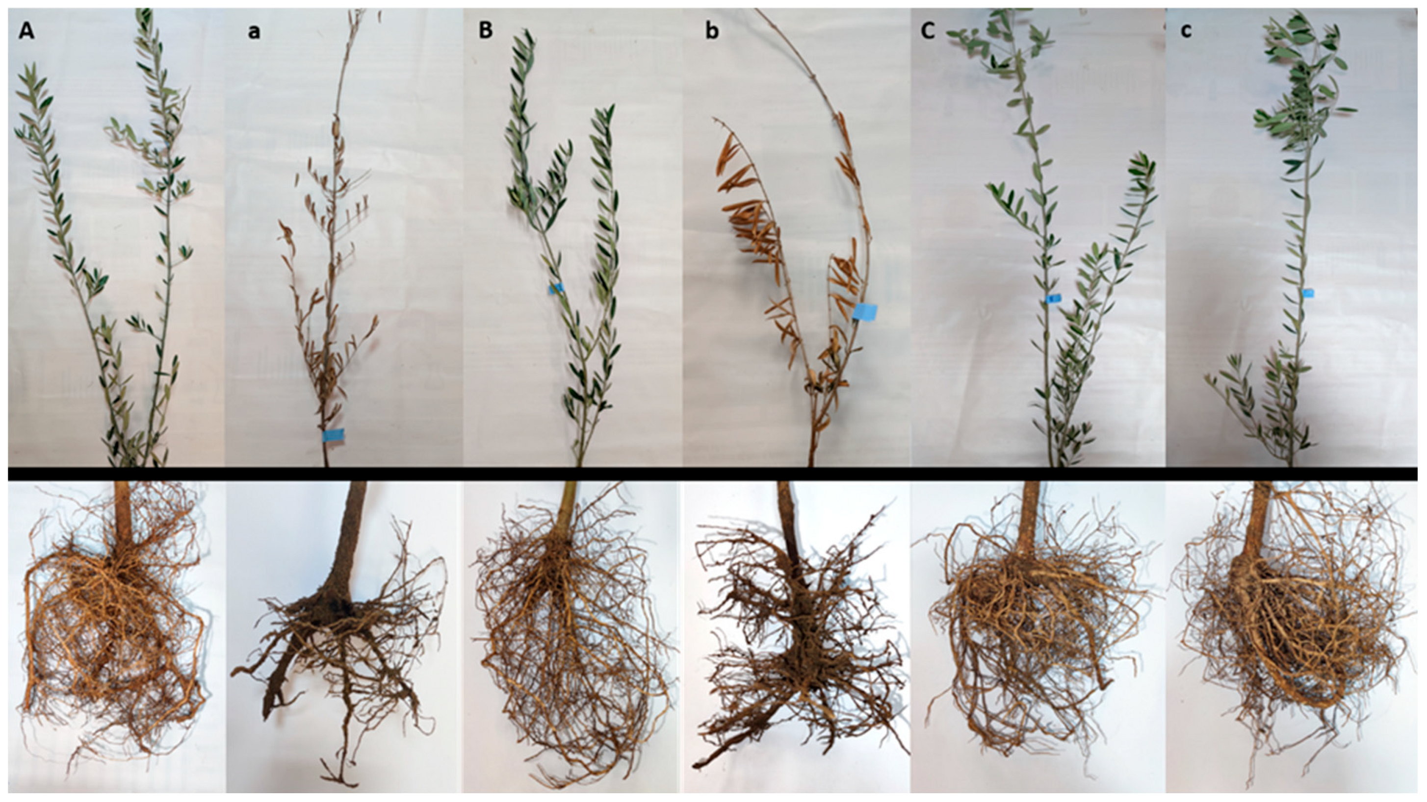Pathogens 14 00803 g002 Pathogens 14 00803 g002