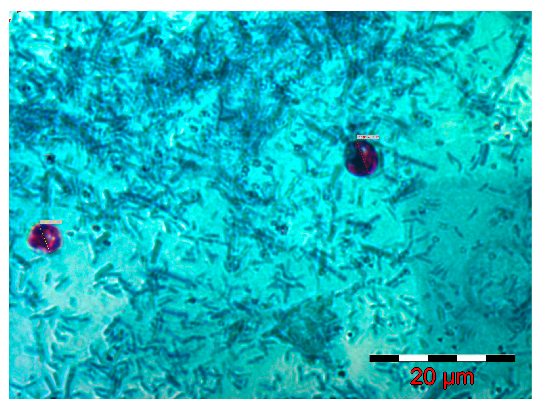 Pathogens 14 00843 g001