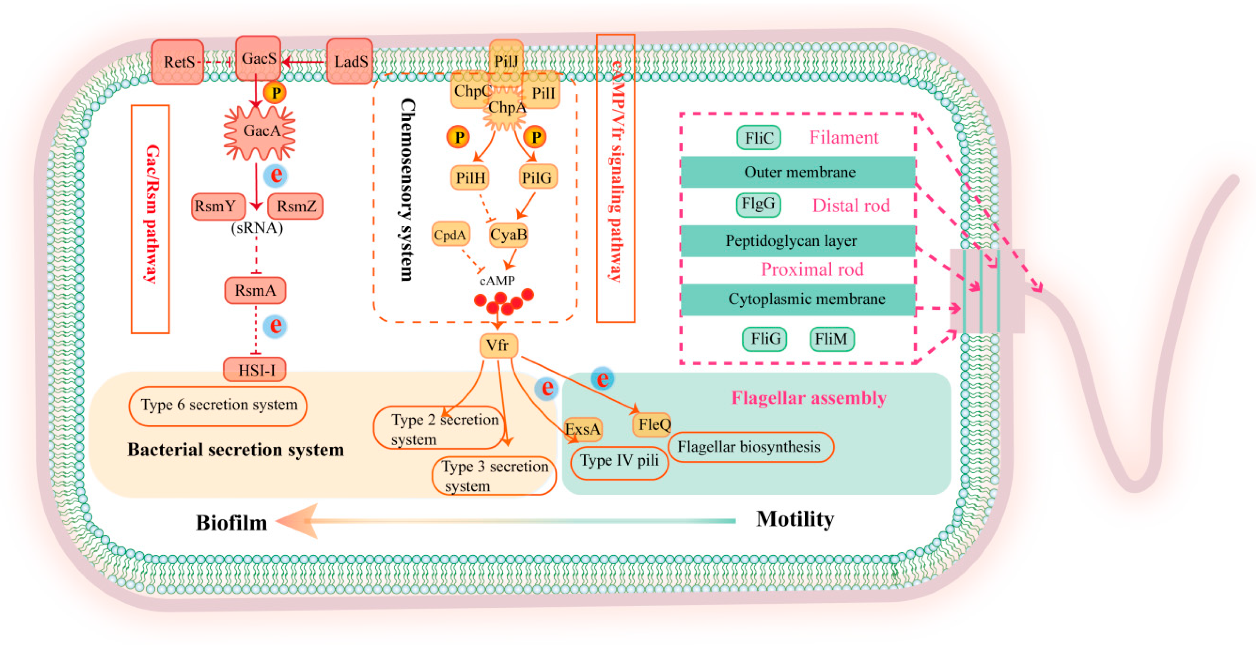 Pathogens 14 00855 g006
