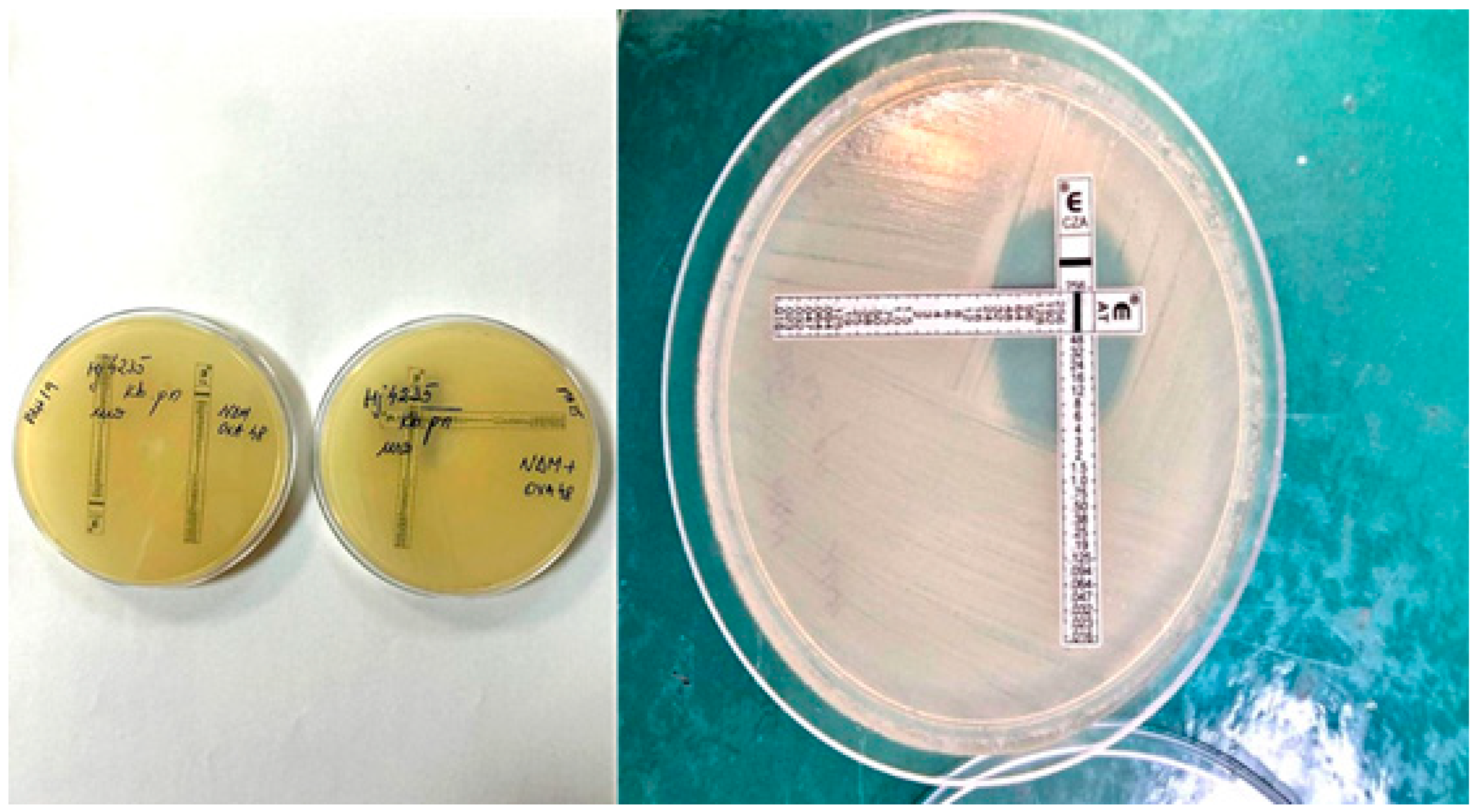 Pathogens 14 00859 g006