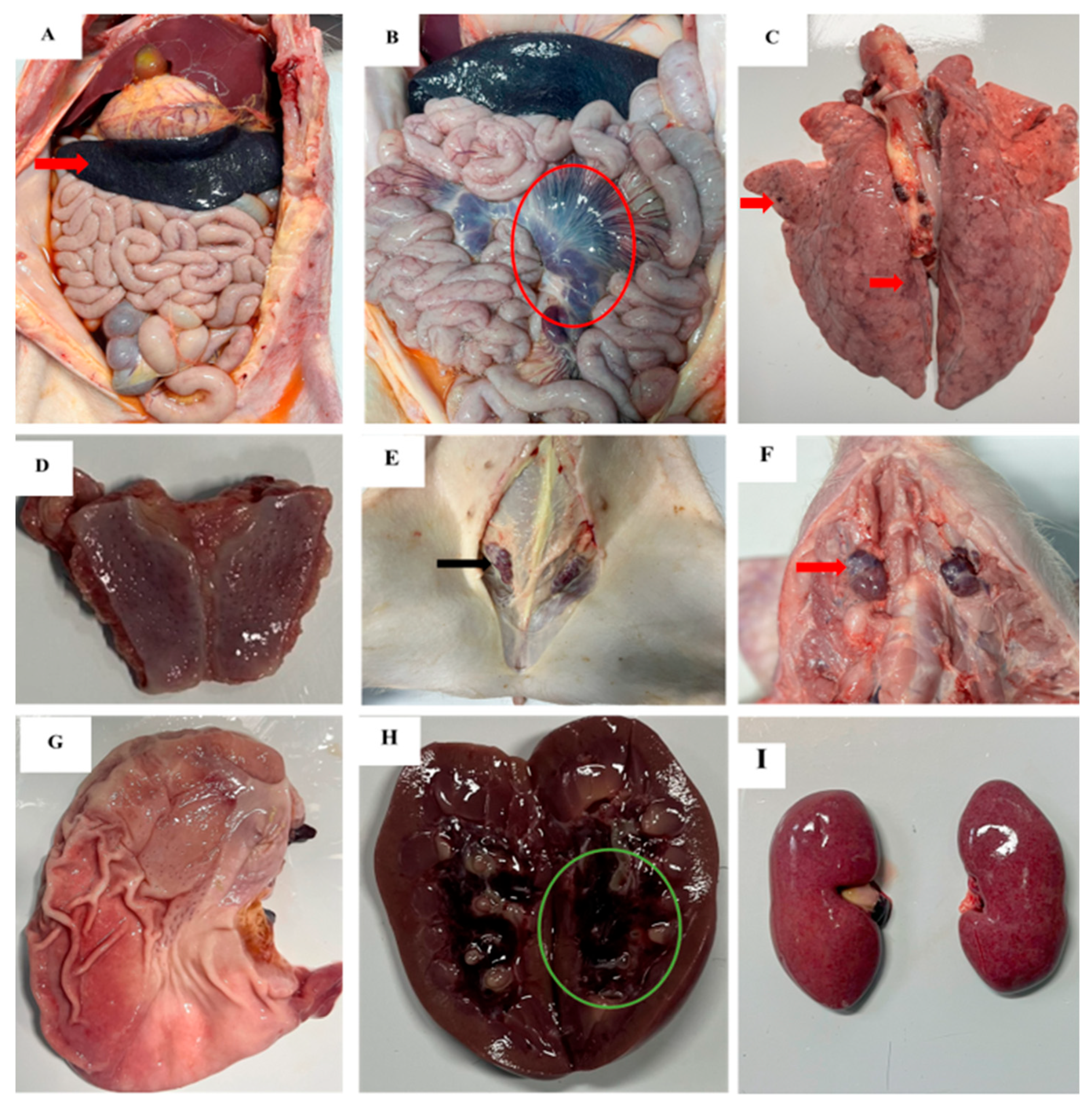Pathogens 14 00875 g004 Pathogens 14 00875 g004