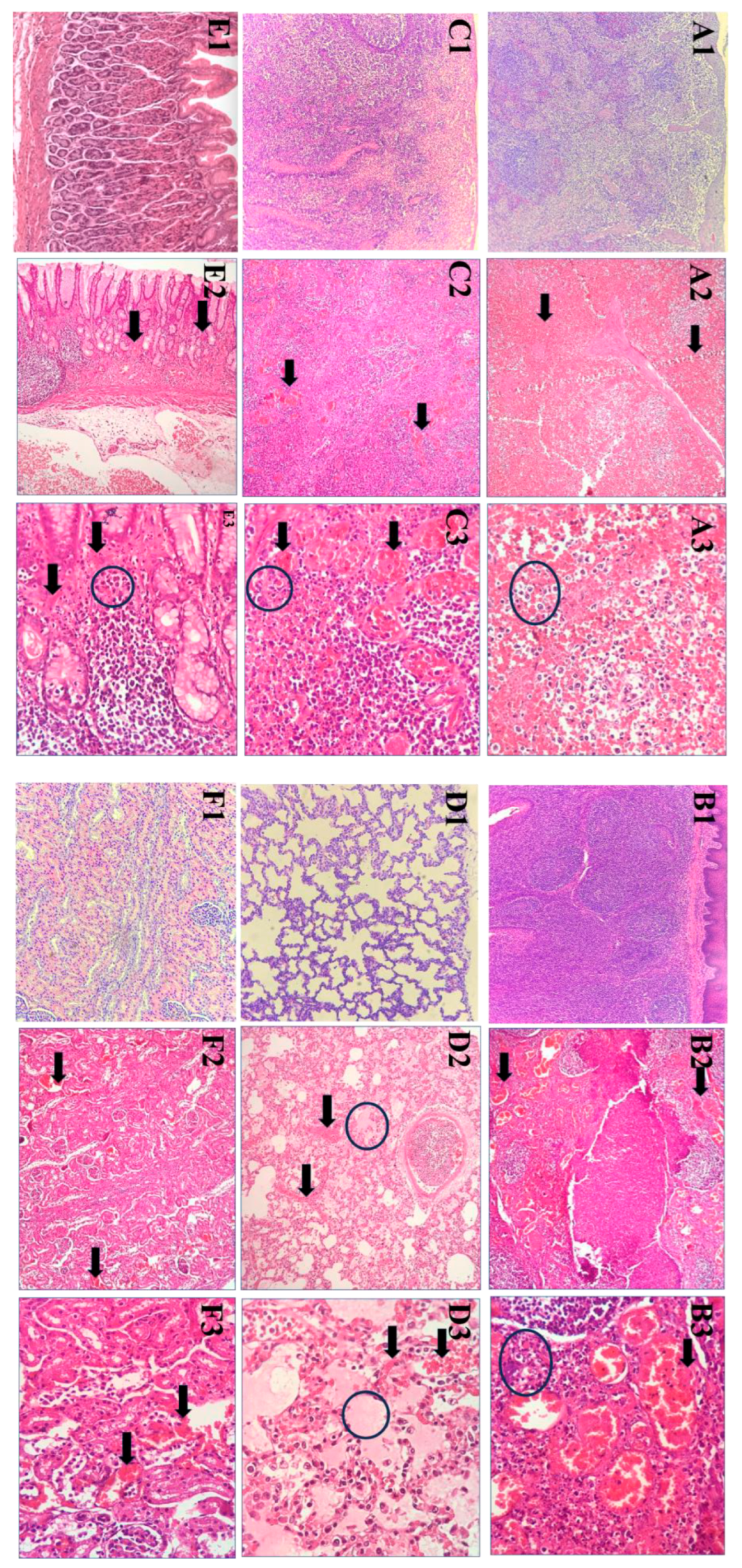 Pathogens 14 00875 g005 Pathogens 14 00875 g005